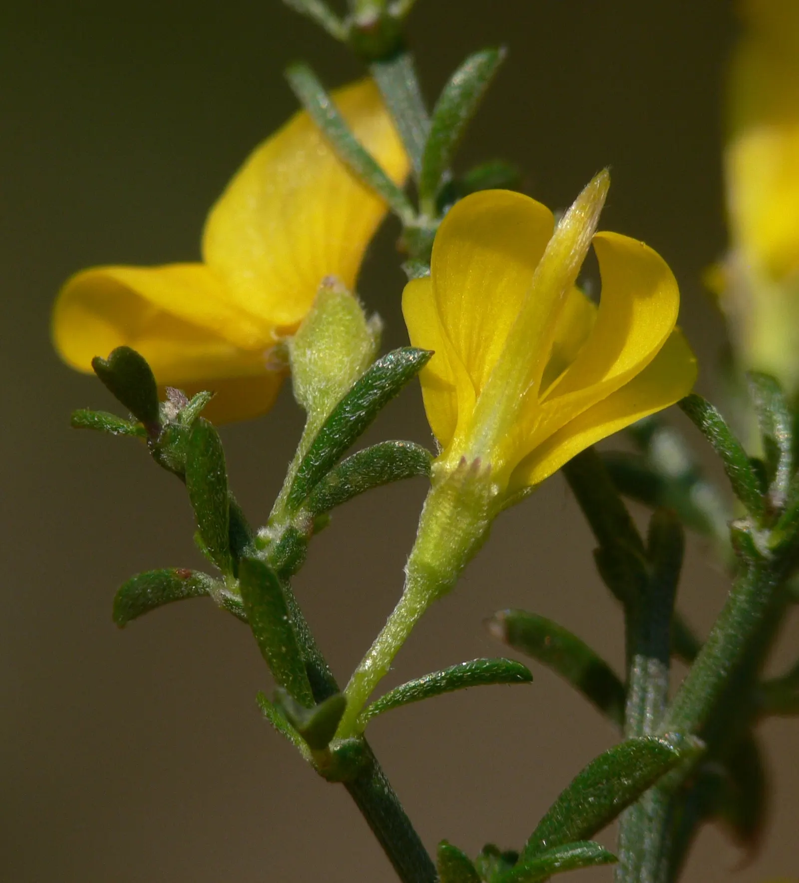 Silky Leaf Woodwaxen (Genista Pilosa) — Spring brings an abundant display of bright yellow flowers; the Silky Leaf Woodwaxen (Genista pilosa) is a low-growing