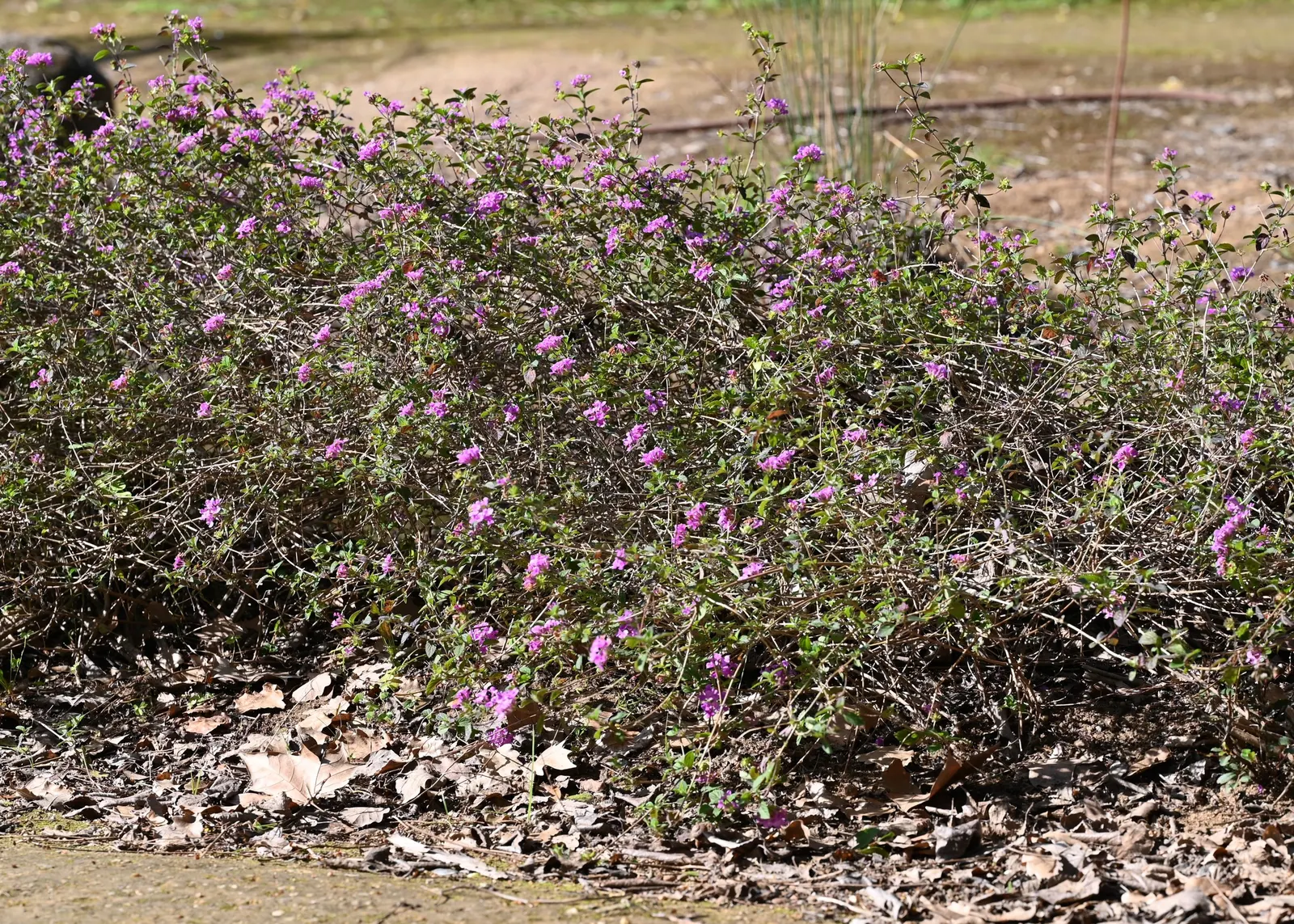 Trailing Lantana (Lantana Montevidensis) — typically boasting shades of lavender; this low-maintenance plant thrives in full sun and well-drained, image 62