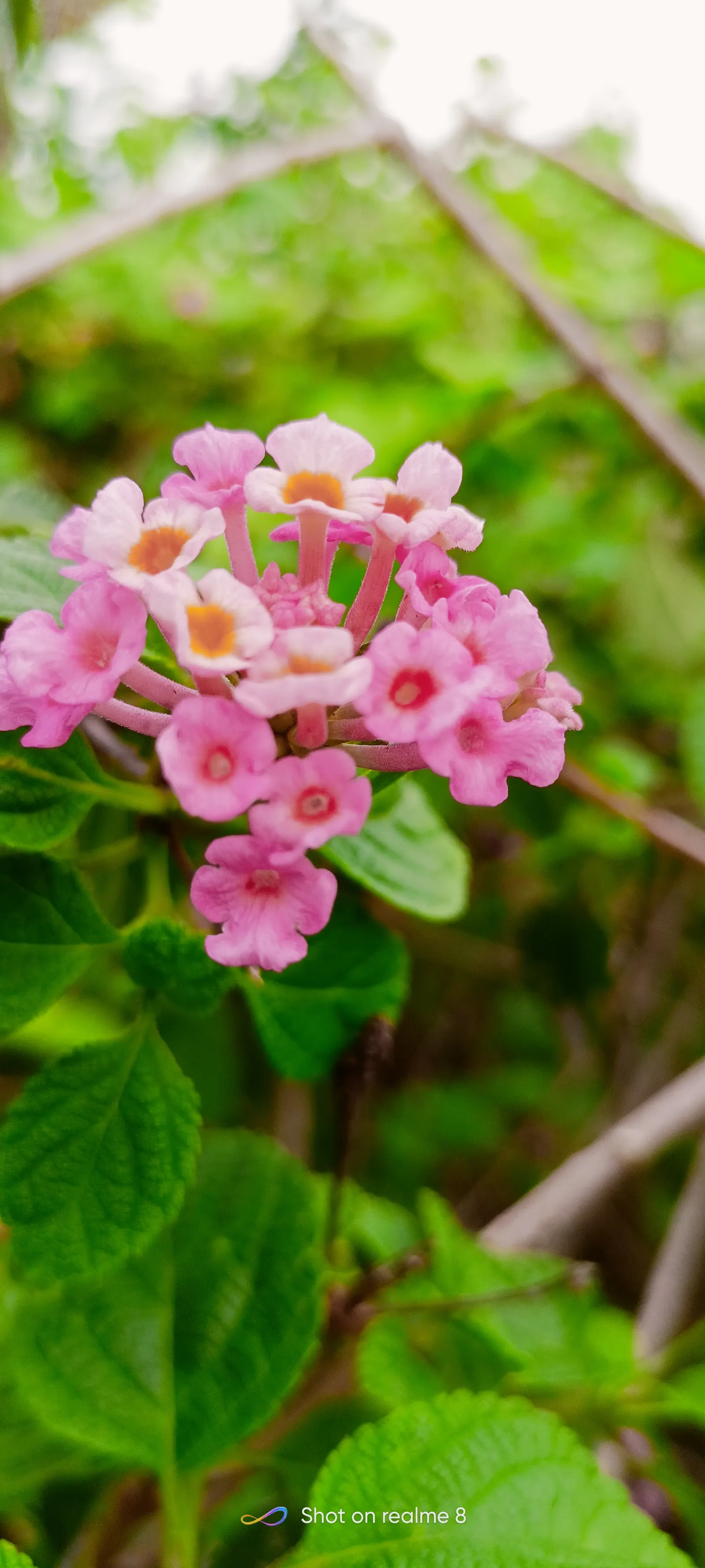 Trailing Lantana (Lantana Montevidensis) — requiring at least 6 hours of direct sunlight per day; the Trailing Lantana prefers full sun exposure, image 67