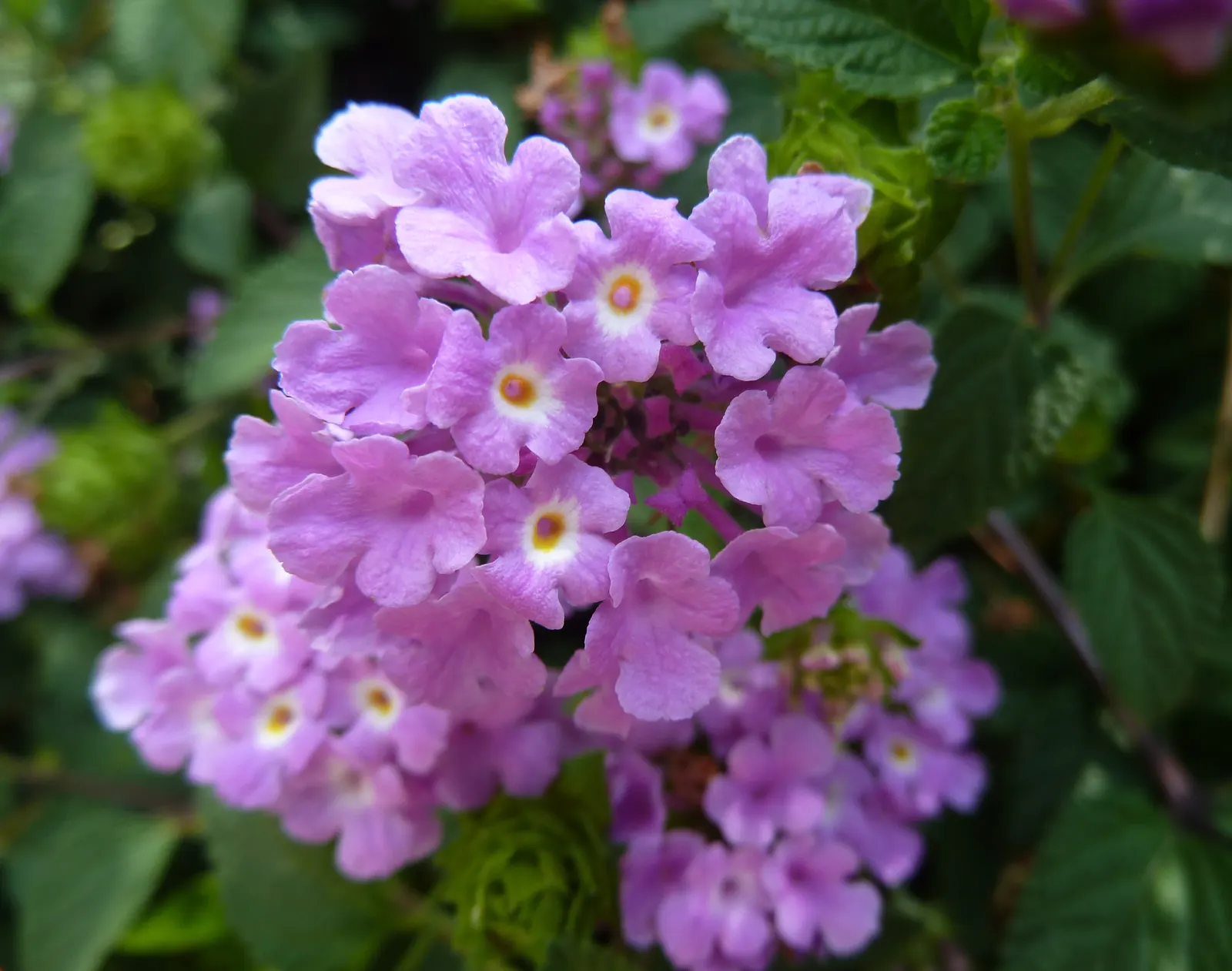 Trailing Lantana (Lantana Montevidensis) — involving occasional trimming to shape the plant and remove spent blooms to encourage continuous, image 69