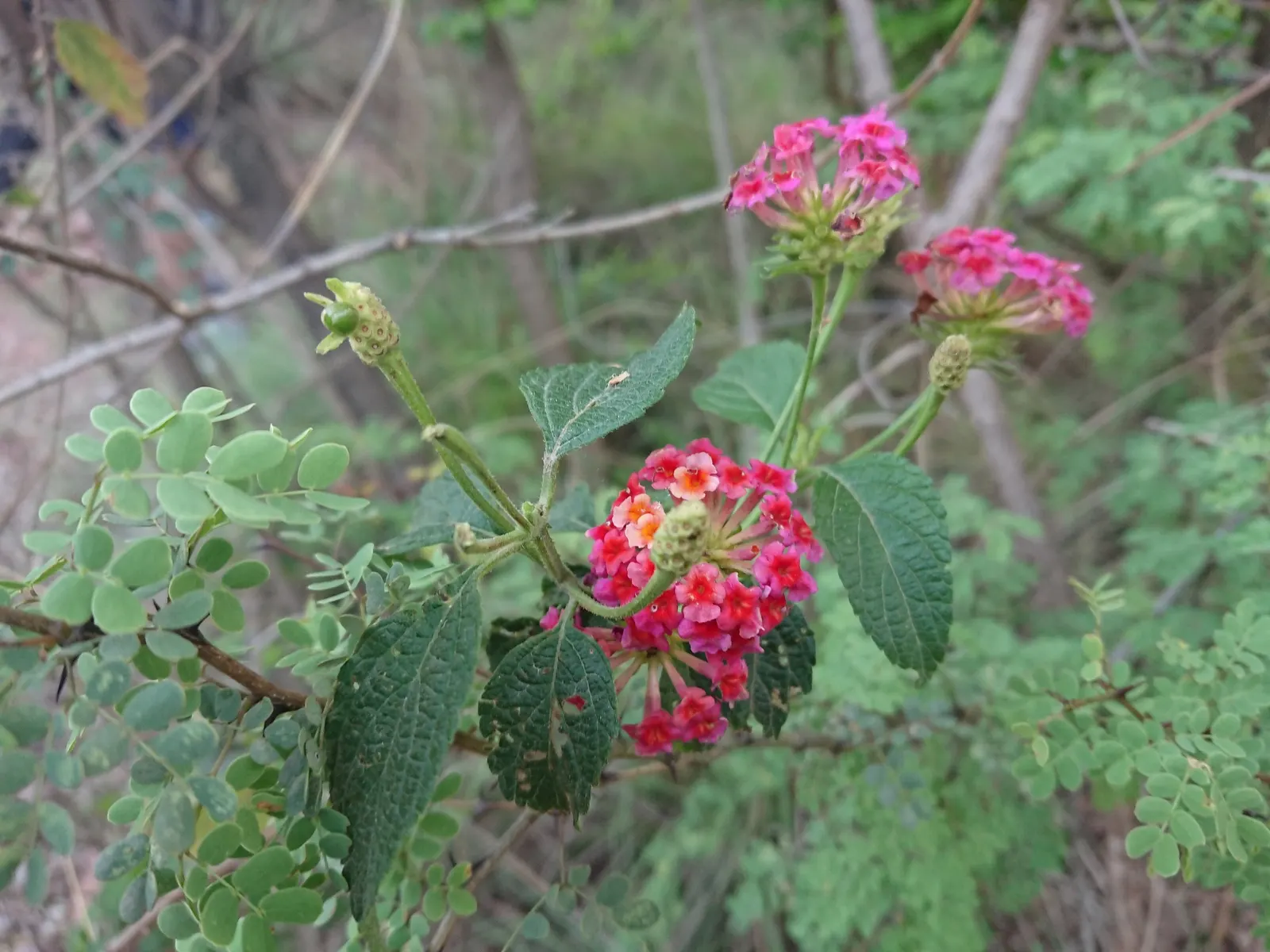 Trailing Lantana (Lantana Montevidensis) — vibrant green foliage and clusters of petite