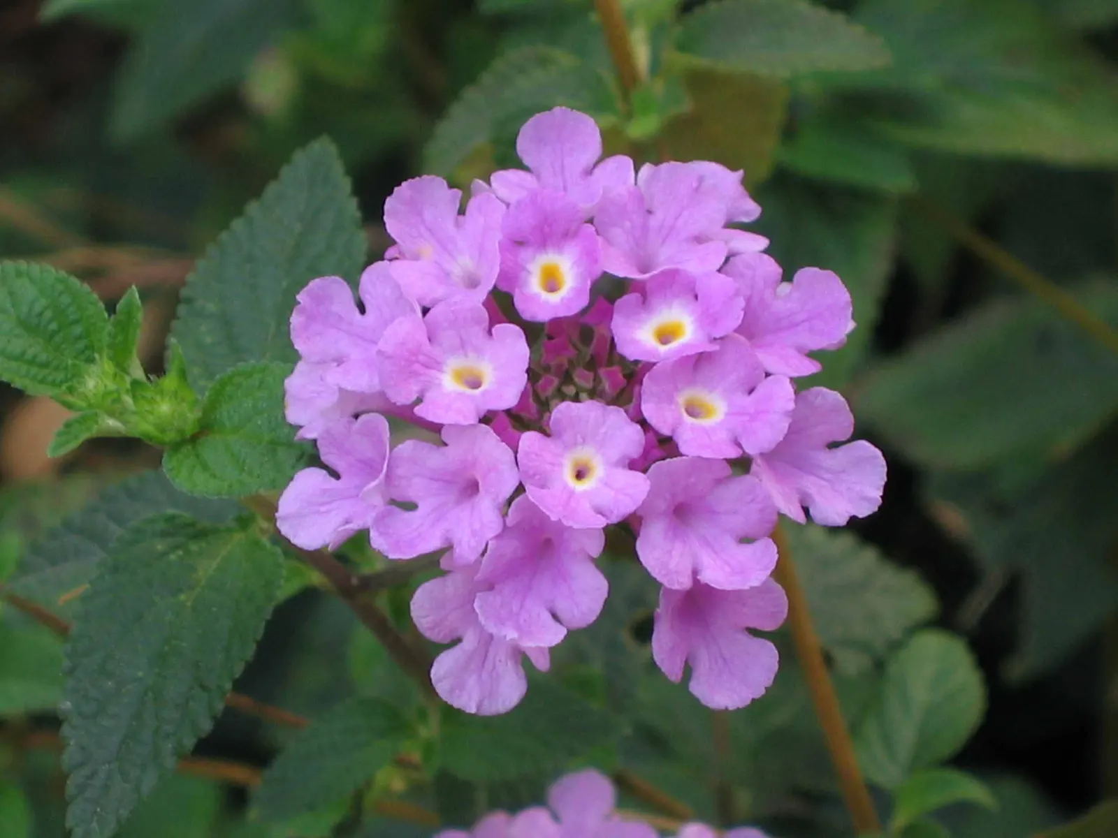 Trailing Lantana (Lantana Montevidensis) — ground cover with purple blooms; adding dynamic life to the landscape.<br><br>For optimal growth, image 74