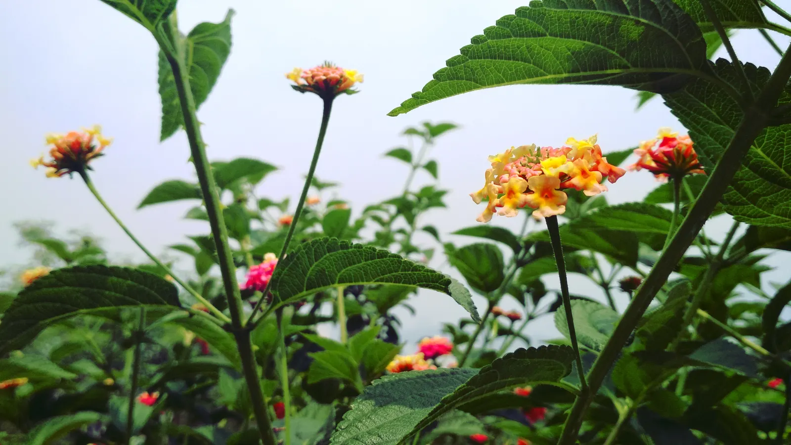 Trailing Lantana (Lantana Montevidensis) — lavender to purple flowers that bloom continuously in warm climates