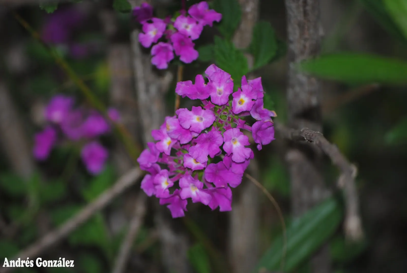 Trailing Lantana (Lantana Montevidensis) — purple flowers in the garden; making it an excellent choice for groundcover or spilling over retaining, image 73