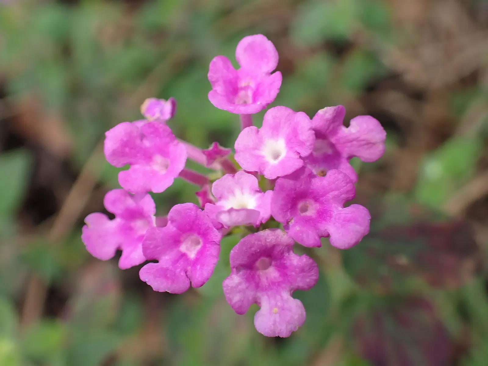 Trailing Lantana (Lantana Montevidensis) — showcasing a dense mat of dark green; requiring at least 6 hours of direct sunlight per day, image 60