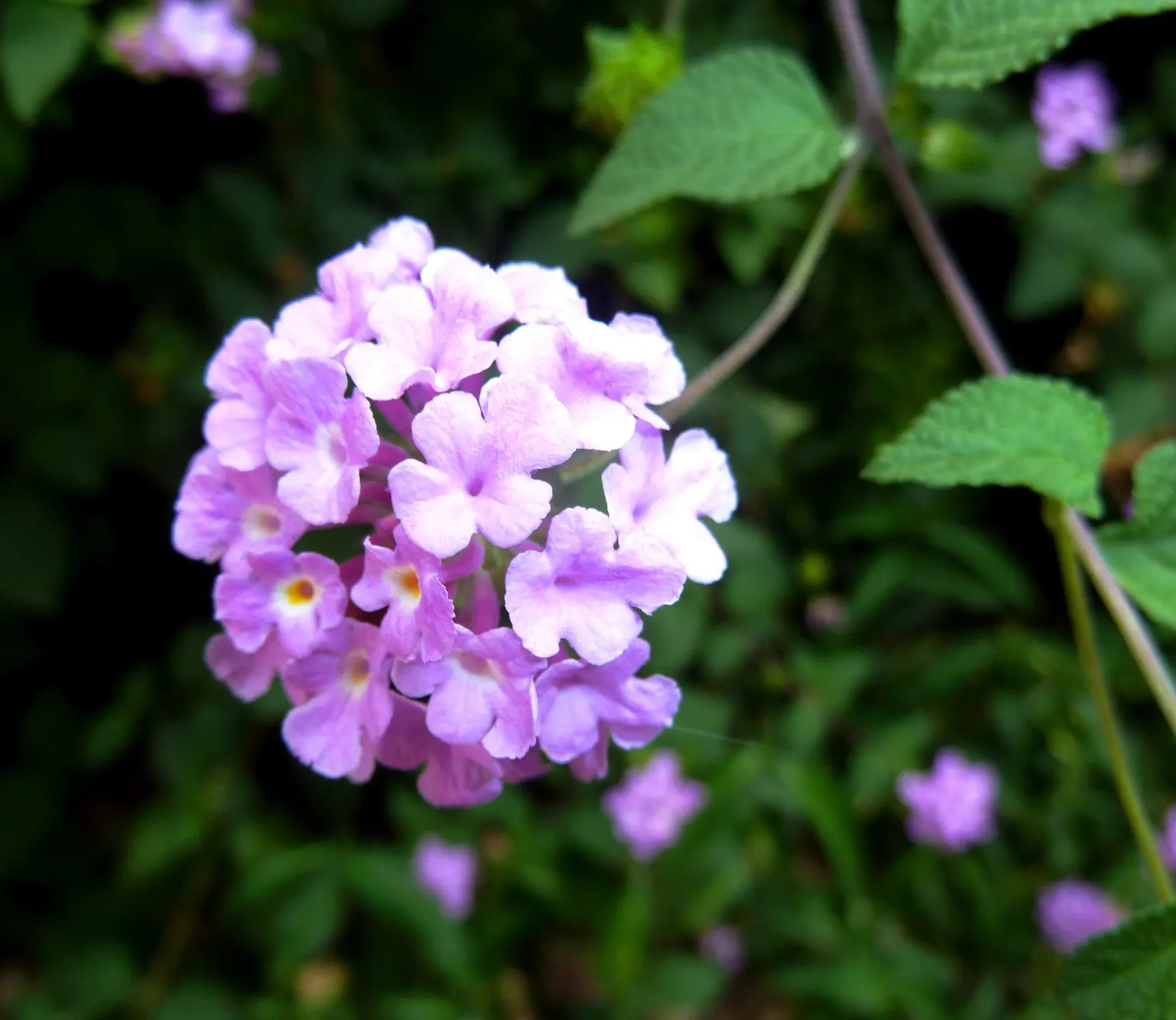 Trailing Lantana (Lantana Montevidensis) — consider its spreading habit and ensure enough space is allotted for its full growth potential, image 71