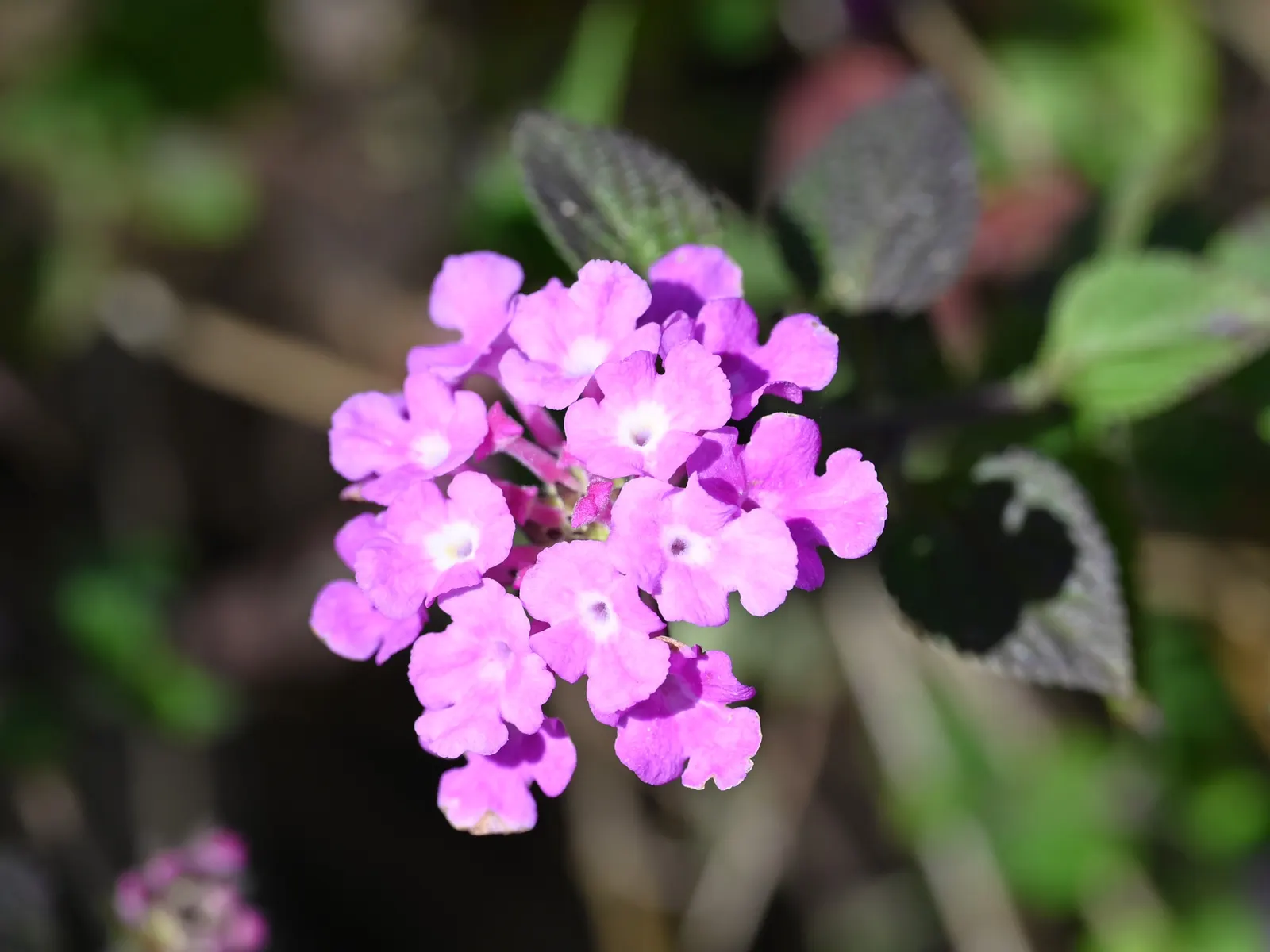 Trailing Lantana (Lantana Montevidensis) — These vibrant blossoms are not only visually appealing but also attract a plethora of pollinators, image 63