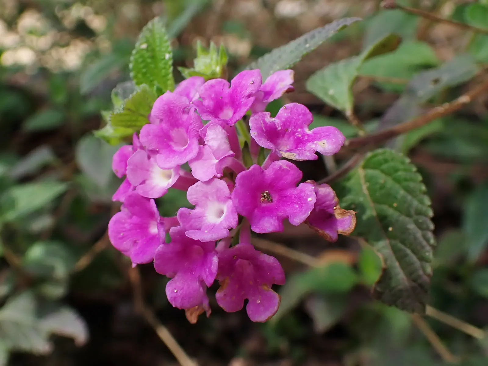 Trailing Lantana (Lantana Montevidensis) — Originating from South America; showcasing a dense mat of dark green, image 59