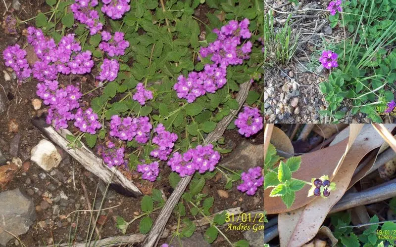 Trailing Lantana (Lantana Montevidensis) — the Trailing Lantana prefers full sun exposure; originating from South America, image 66