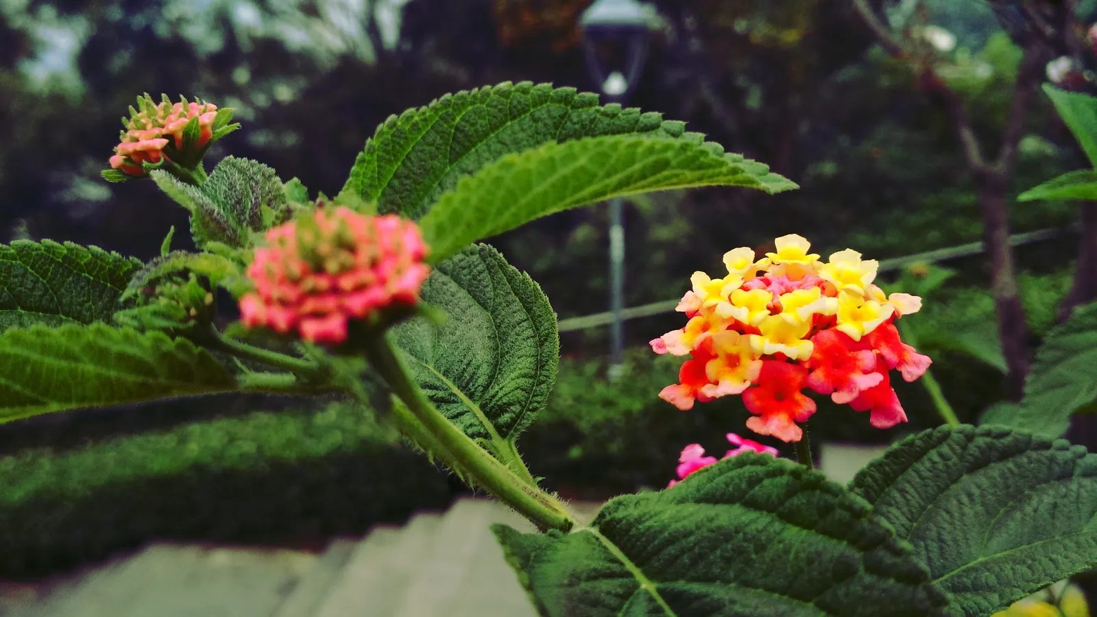 Trailing Lantana (Lantana Montevidensis) — the Trailing Lantana prefers full sun exposure; originating from South America, image 91