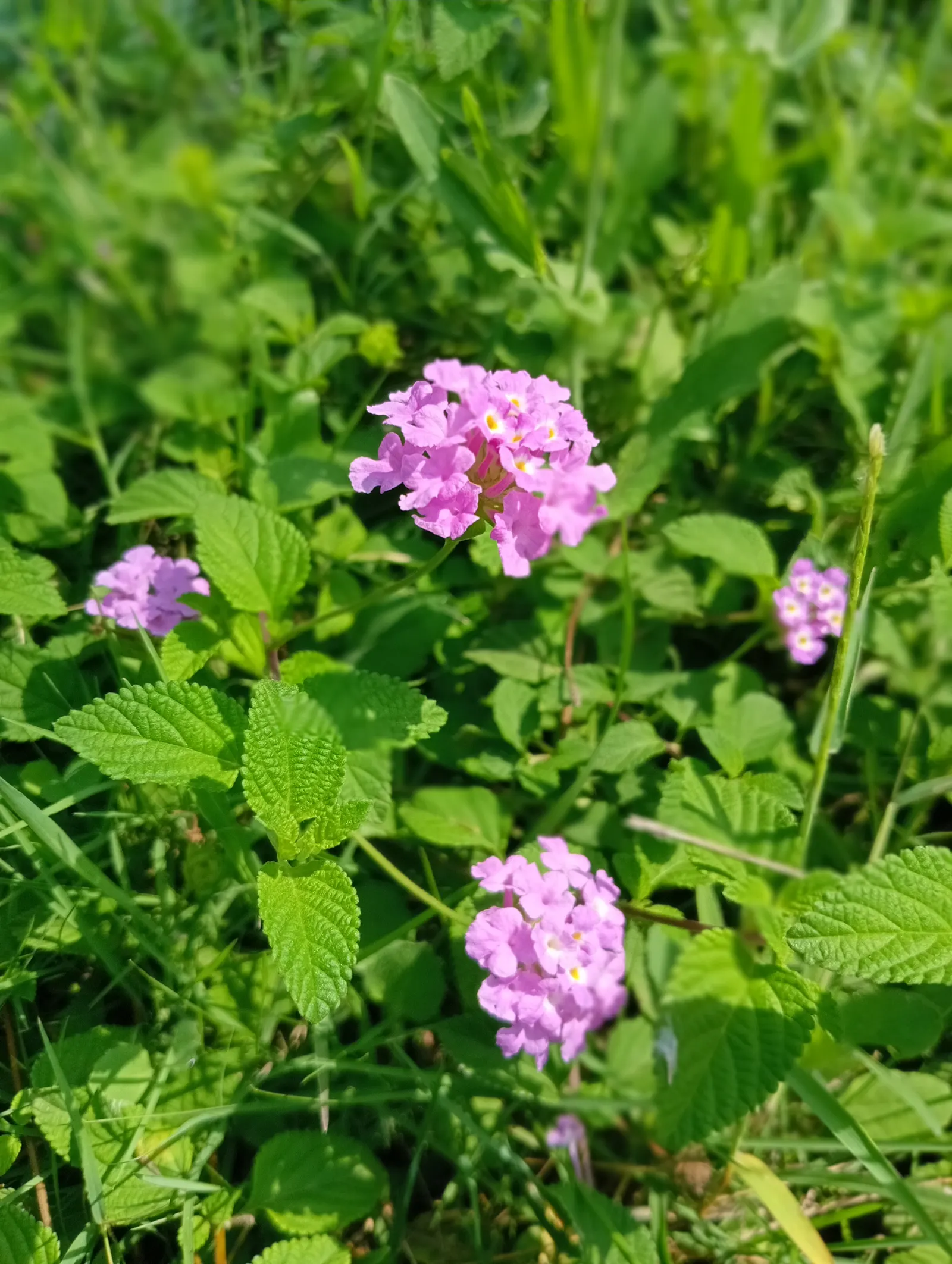 Trailing Lantana (Lantana Montevidensis) — adding dynamic life to the landscape.<br><br>For optimal growth; reaching 2 feet in height with a spread, image 65