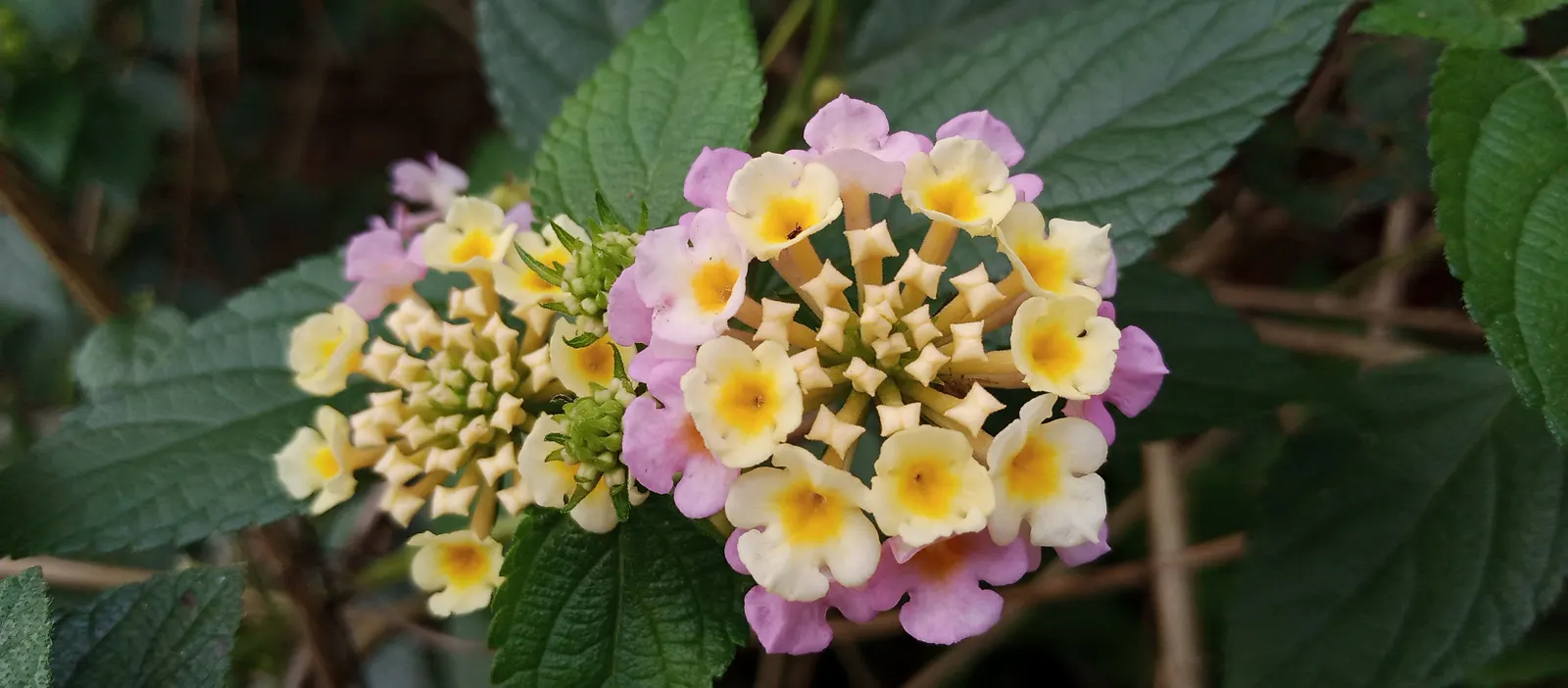 Trailing Lantana (Lantana Montevidensis) — Trailing Lantana (Lantana montevidensis) is a sprawling evergreen groundcover known for its vigorous growth