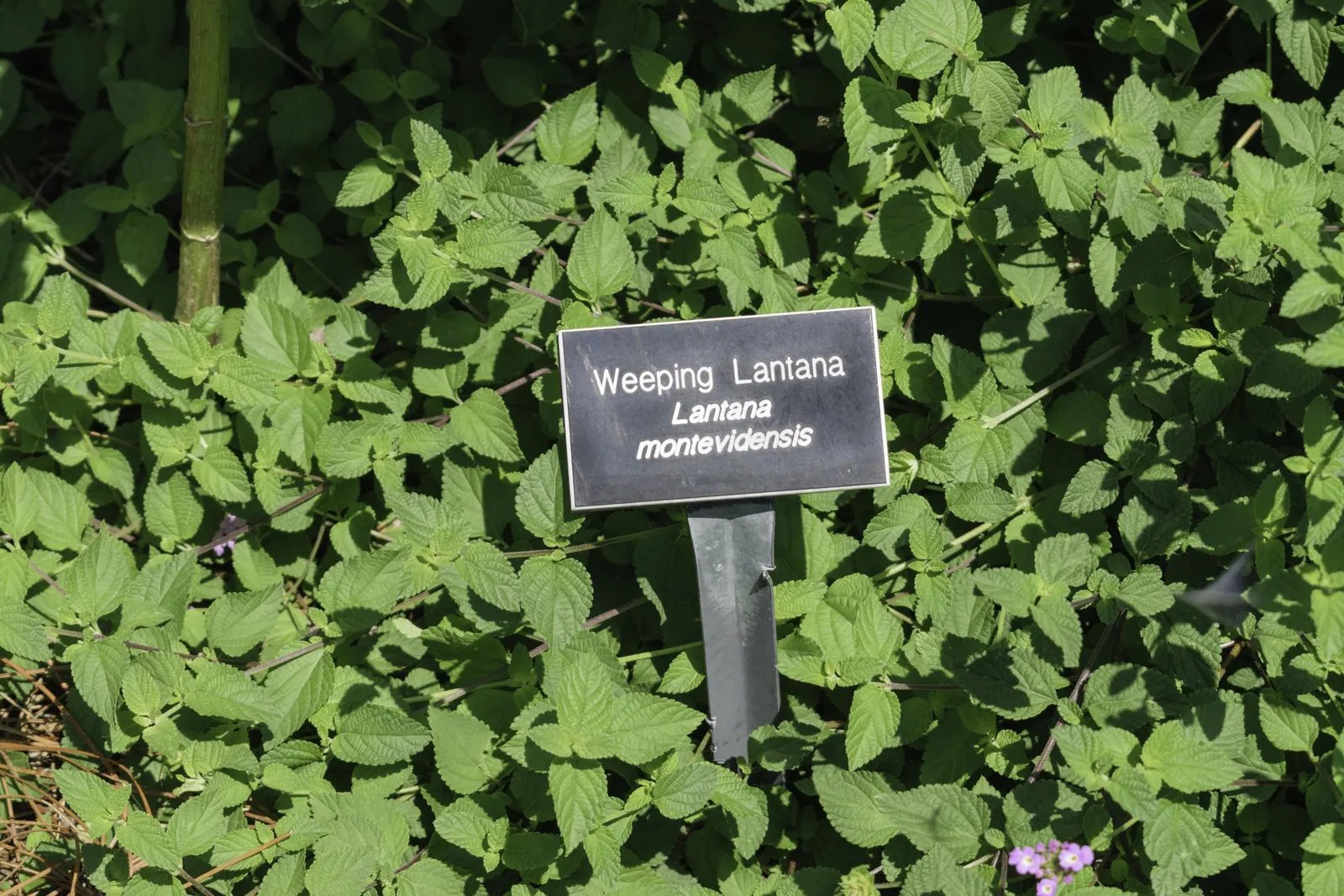 Trailing Lantana (Lantana Montevidensis) — making it an excellent choice for groundcover or spilling over retaining walls and containers; vibrant, image 58