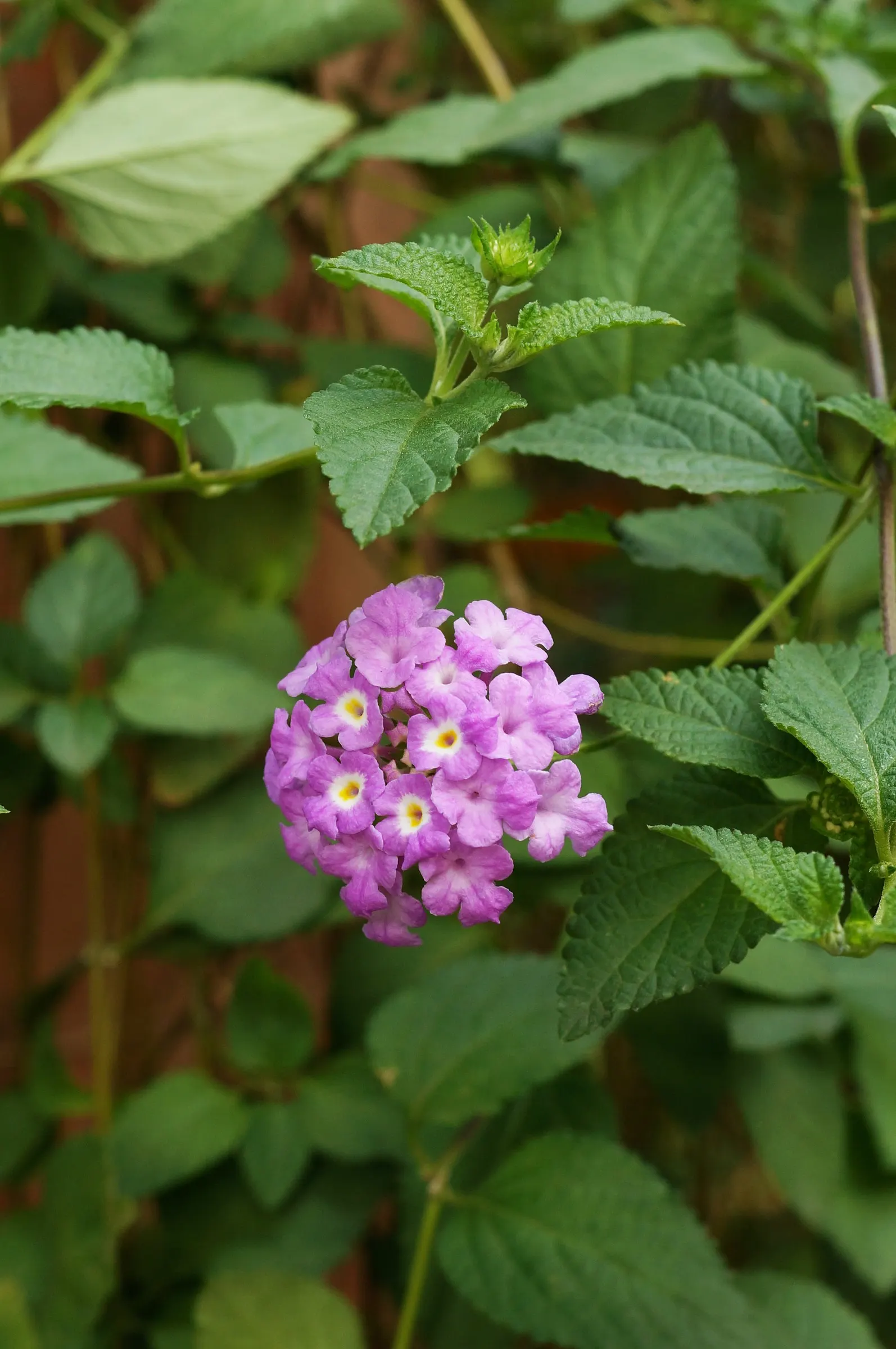 Trailing Lantana (Lantana Montevidensis) — making it a practical and picturesque addition to your client's garden; trailing Lantana (Lantana montevidensis) is