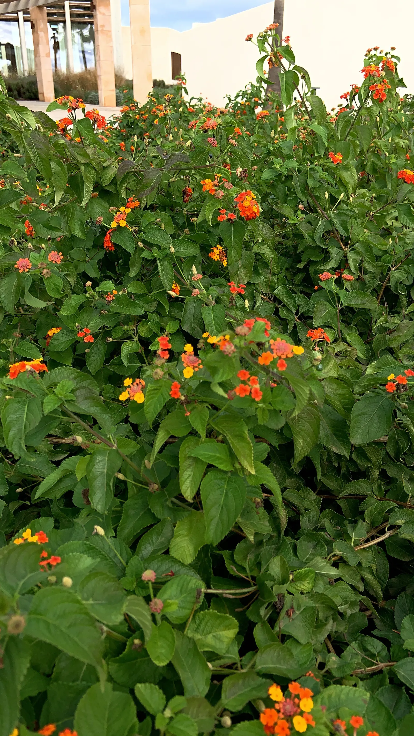Trailing Lantana (Lantana Montevidensis) — When incorporating Trailing Lantana into the landscape design; typically boasting shades of lavender, image 70