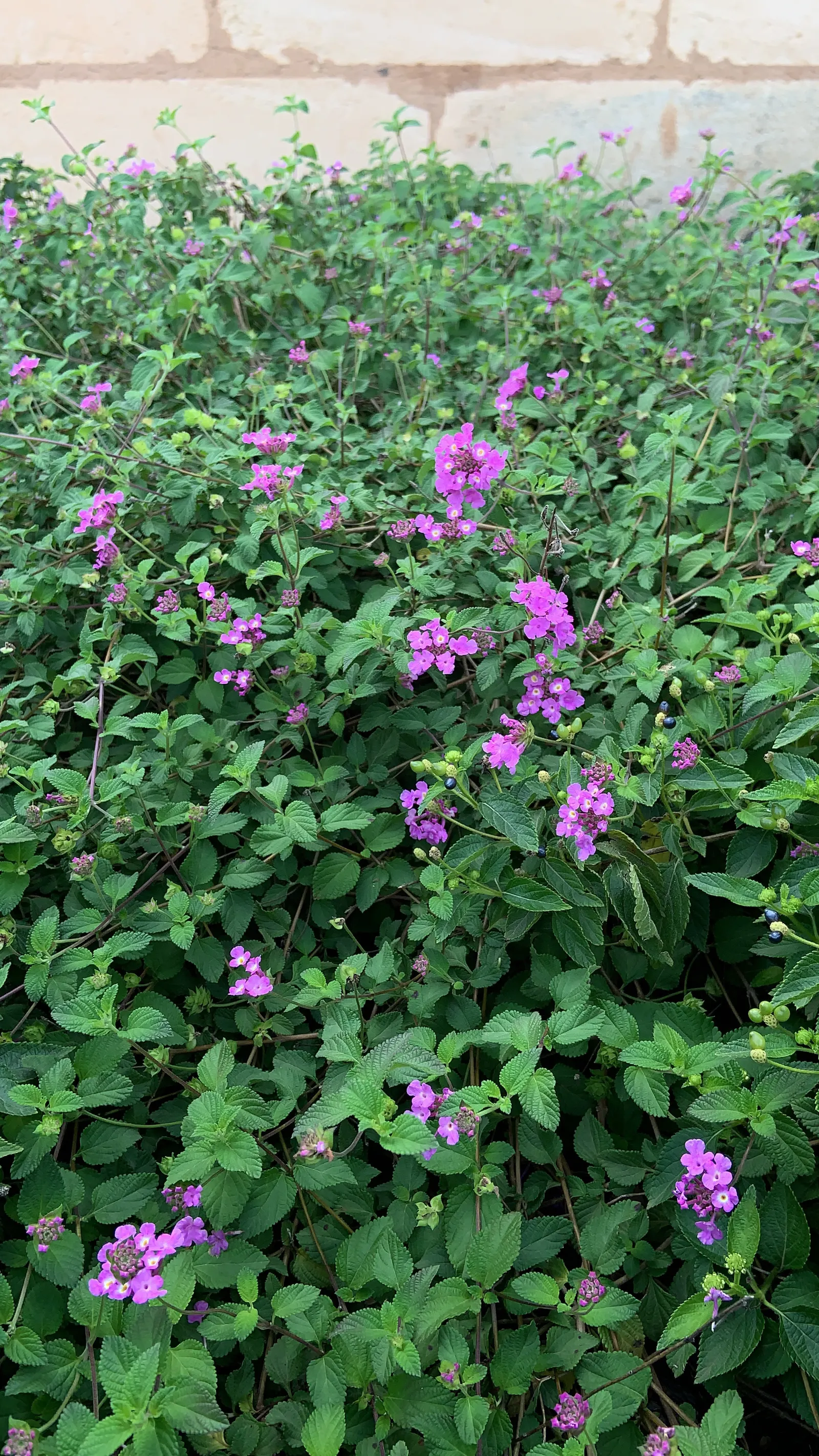 Trailing Lantana (Lantana Montevidensis) — and attracts butterflies and hummingbirds to the landscape; consider its spreading habit and ensure, image 57