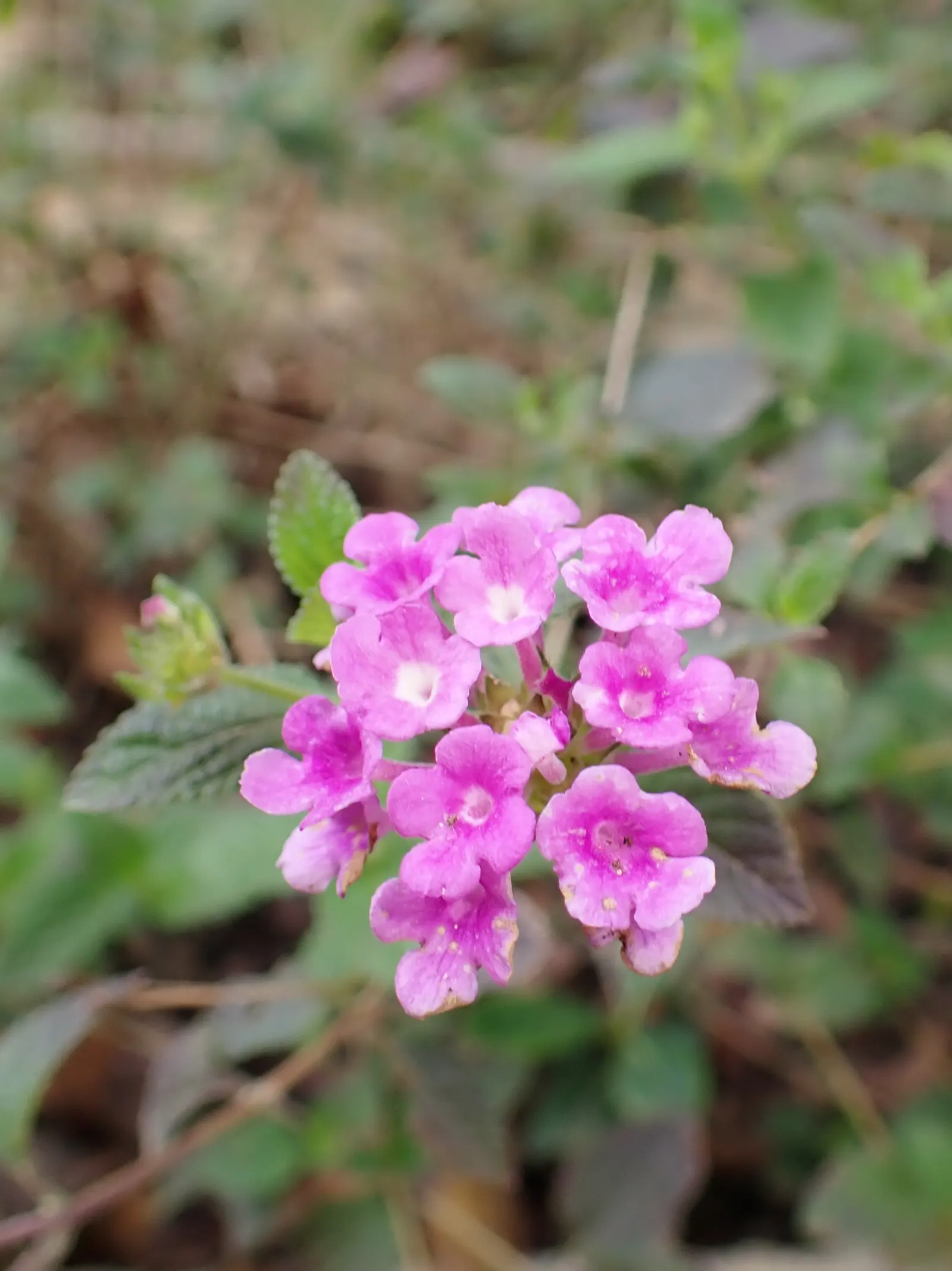 Trailing Lantana (Lantana Montevidensis) — Drought-tolerant and deer-resistant; and attracts butterflies and hummingbirds to the landscape, image 80