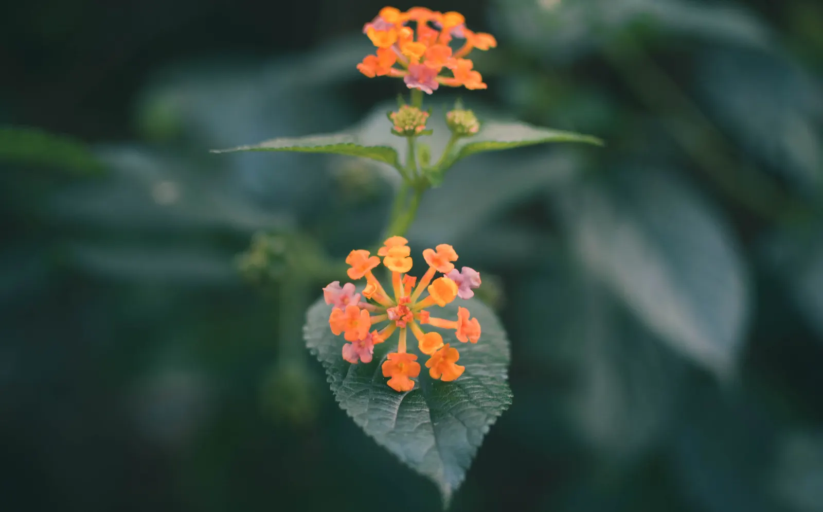 Trailing Lantana (Lantana Montevidensis) — ground cover for full or half; making it a practical and picturesque addition to your client's garden, image 75
