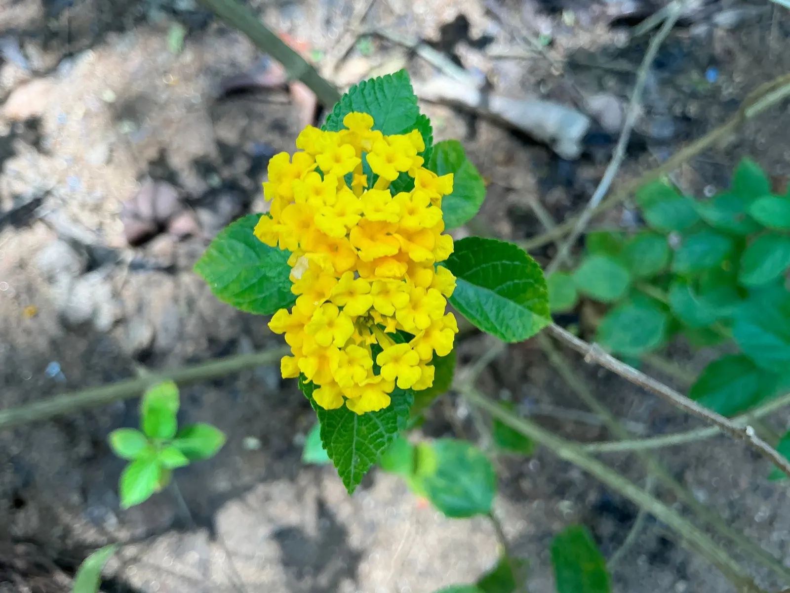 Trailing Lantana (Lantana Montevidensis) — adding dynamic life to the landscape.<br><br>For optimal growth; reaching 2 feet in height with a spread, image 90