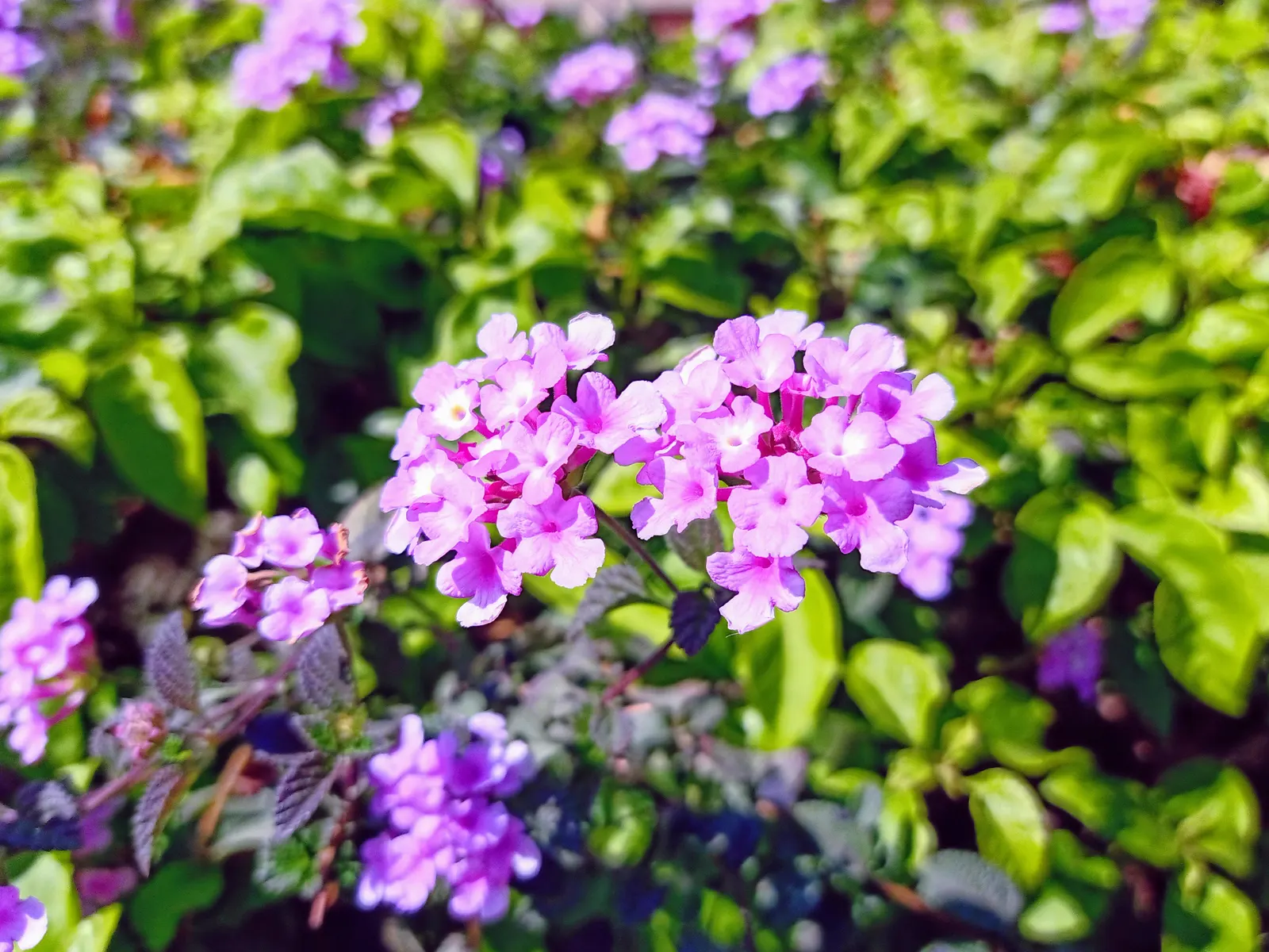 Trailing Lantana (Lantana Montevidensis) — It performs best in well-drained soils and benefits from moderate watering; purple flowers in the garden, image 68