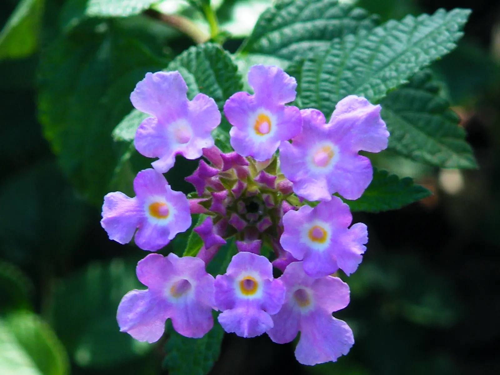 Trailing Lantana (Lantana Montevidensis) — including butterflies and hummingbirds; when incorporating Trailing Lantana into the landscape design, image 64