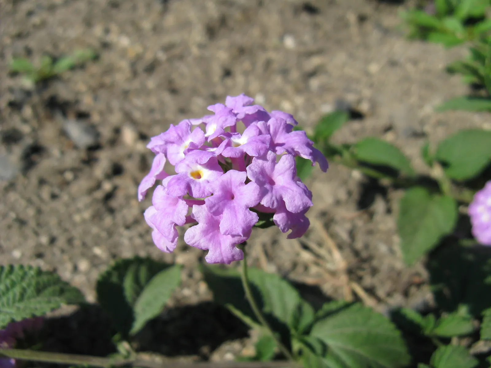 Trailing Lantana (Lantana Montevidensis) — reaching 2 feet in height with a spread of up to 5 feet; the plant is adorned with abundant clusters of, image 77