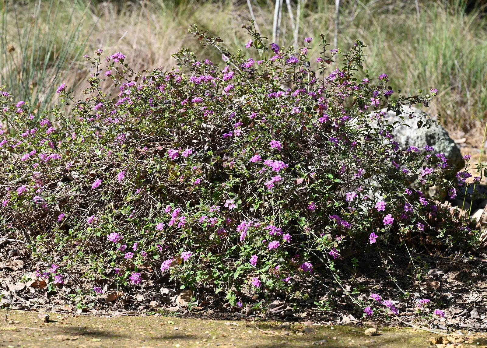Trailing Lantana (Lantana Montevidensis) — the plant is adorned with abundant clusters of petite; ground cover with purple blooms, image 61