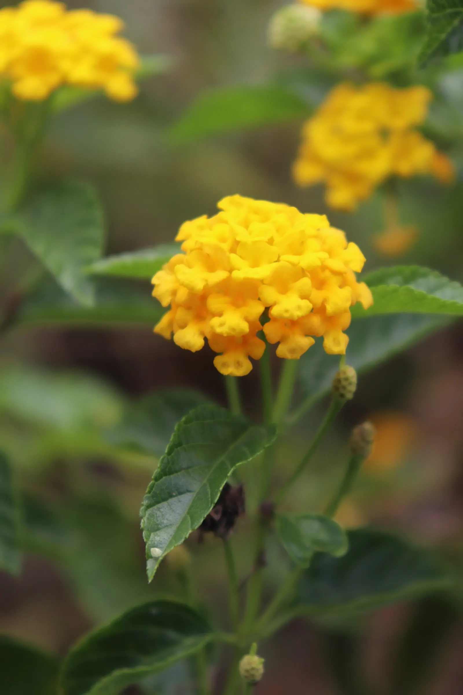 Trailing Lantana (Lantana Montevidensis) — including butterflies and hummingbirds; when incorporating Trailing Lantana into the landscape design, image 89