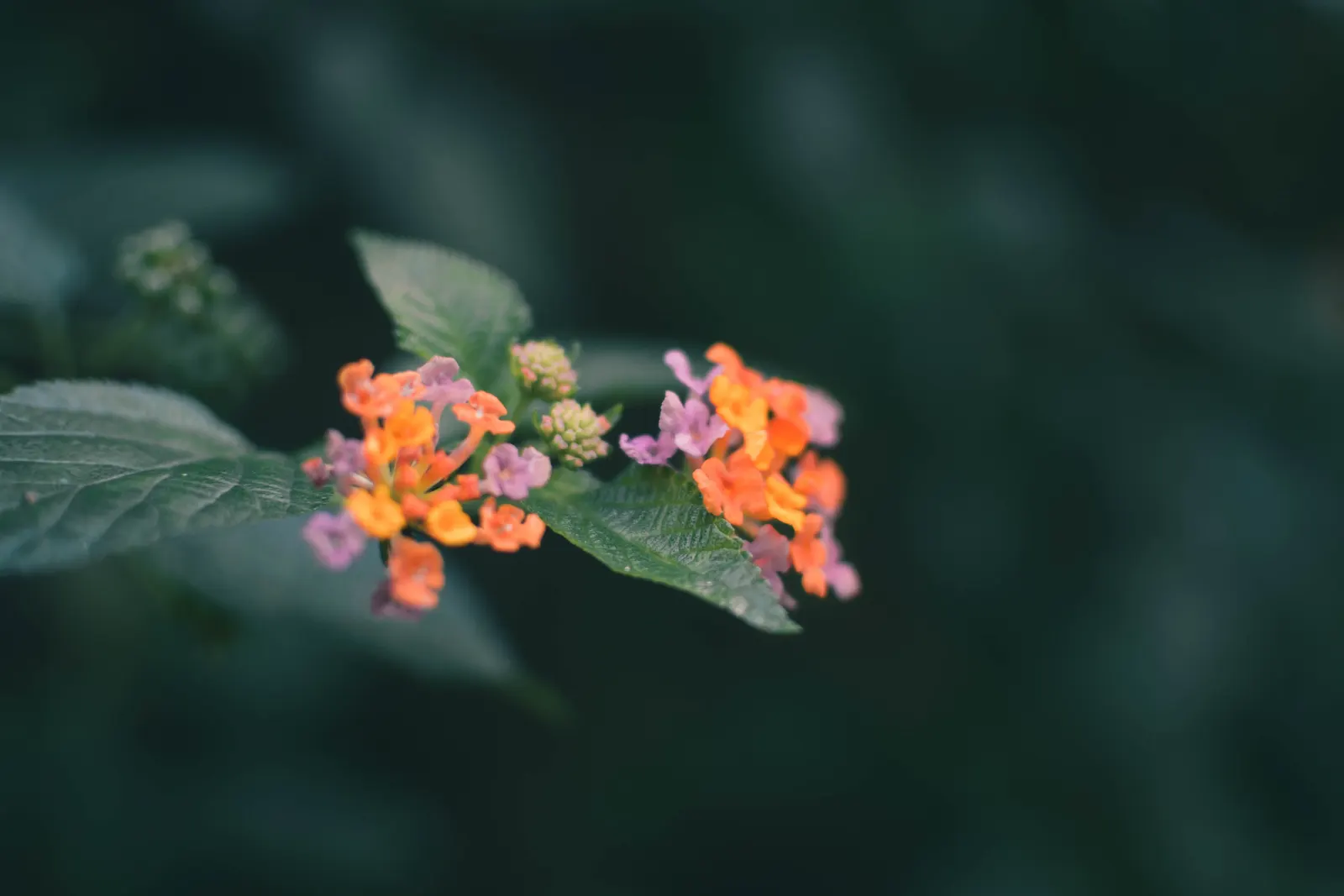 Trailing Lantana (Lantana Montevidensis) — Trailing Lantana (Lantana montevidensis) is a sprawling evergreen groundcover known for its vigorous, image 76