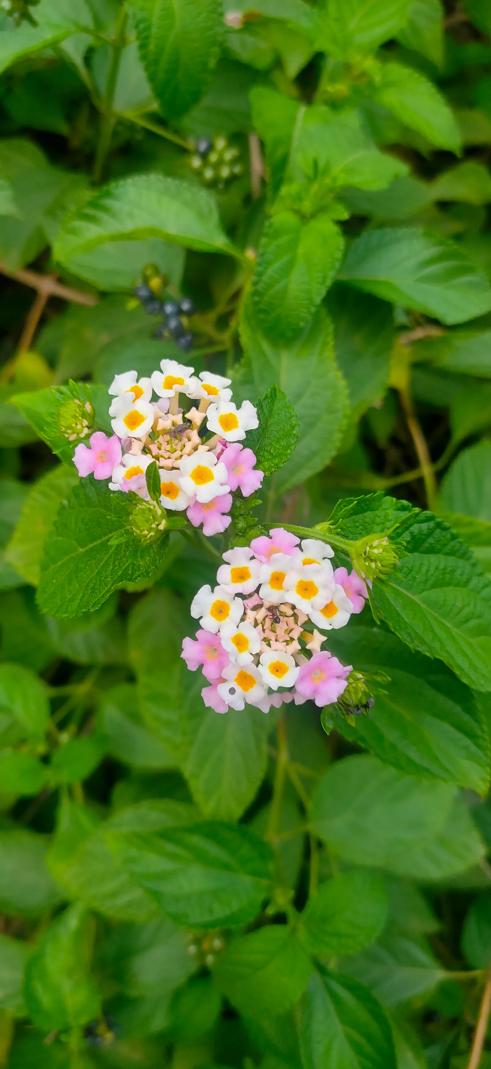 Trailing Lantana (Lantana Montevidensis) — making it a practical and picturesque addition to your client's garden; trailing Lantana (Lantana, image 72