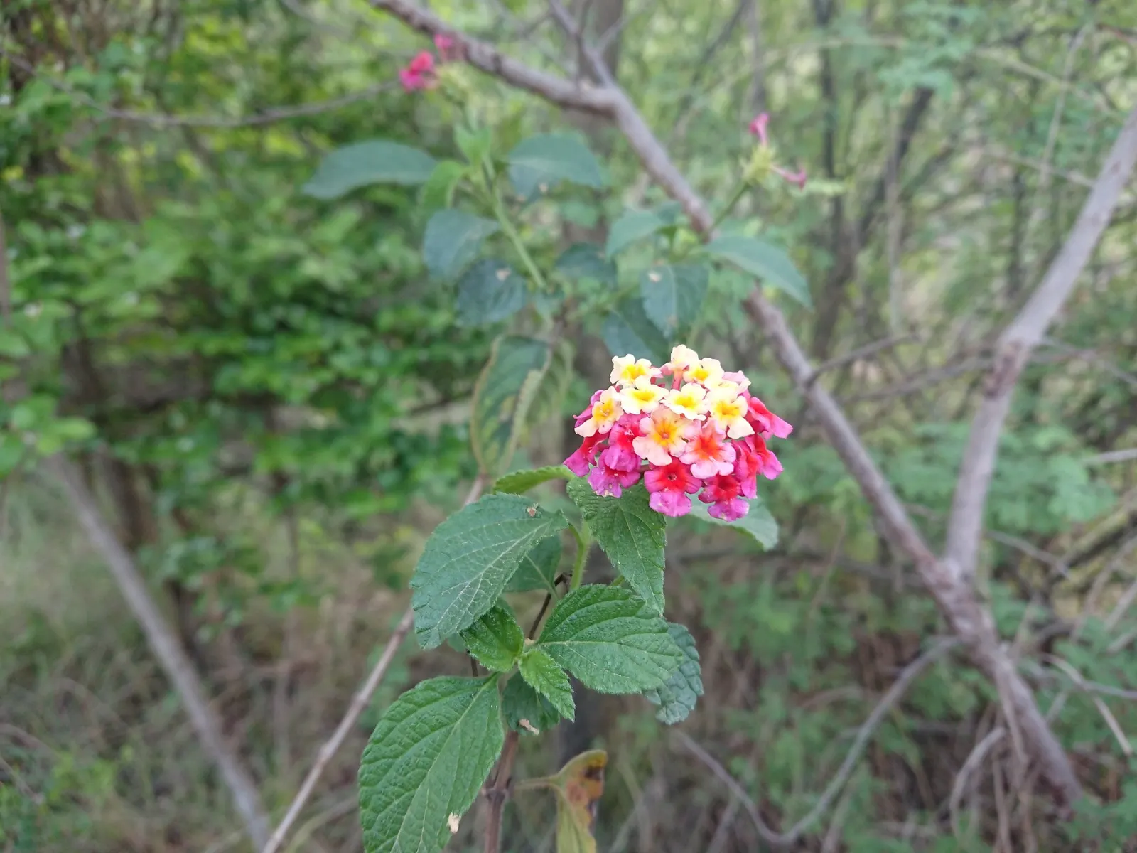 Trailing Lantana (Lantana Montevidensis) — vibrant green foliage and clusters of petite; it performs best in well-drained soils and benefits from, image 78