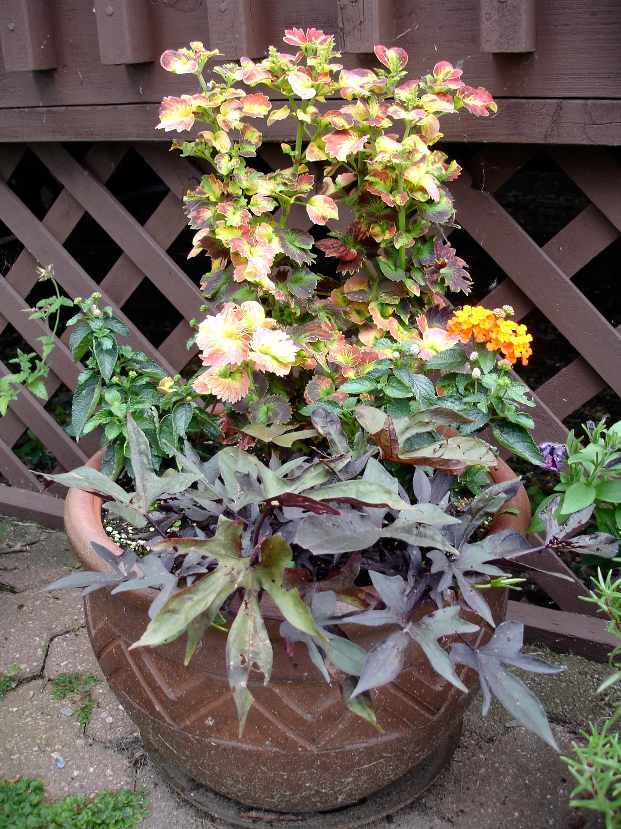 Trailing Lantana (Lantana Montevidensis) — reaching 2 feet in height with a spread of up to 5 feet