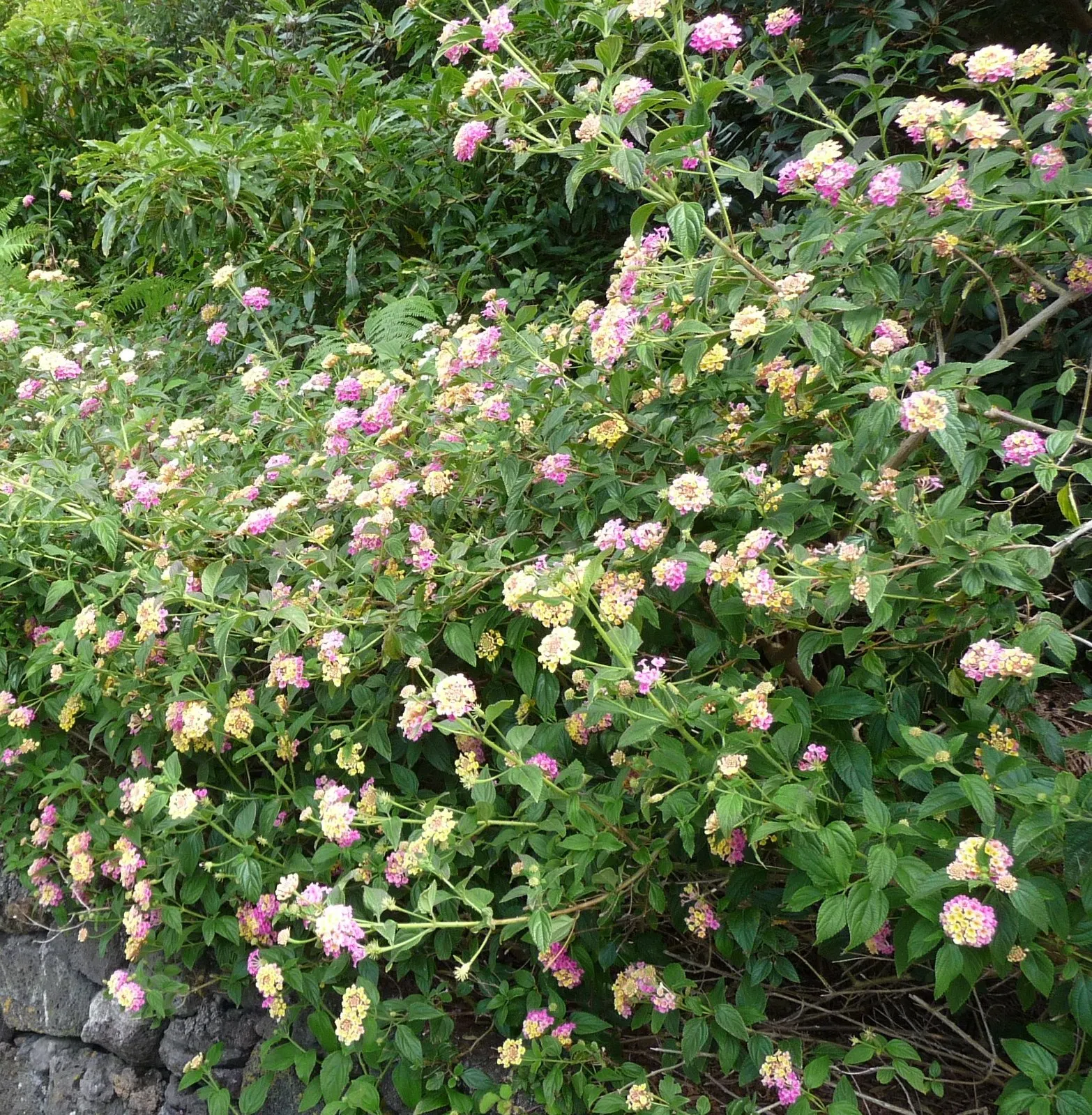 Trailing Lantana (Lantana Montevidensis) — These vibrant blossoms are not only visually appealing but also attract a plethora of pollinators, image 88