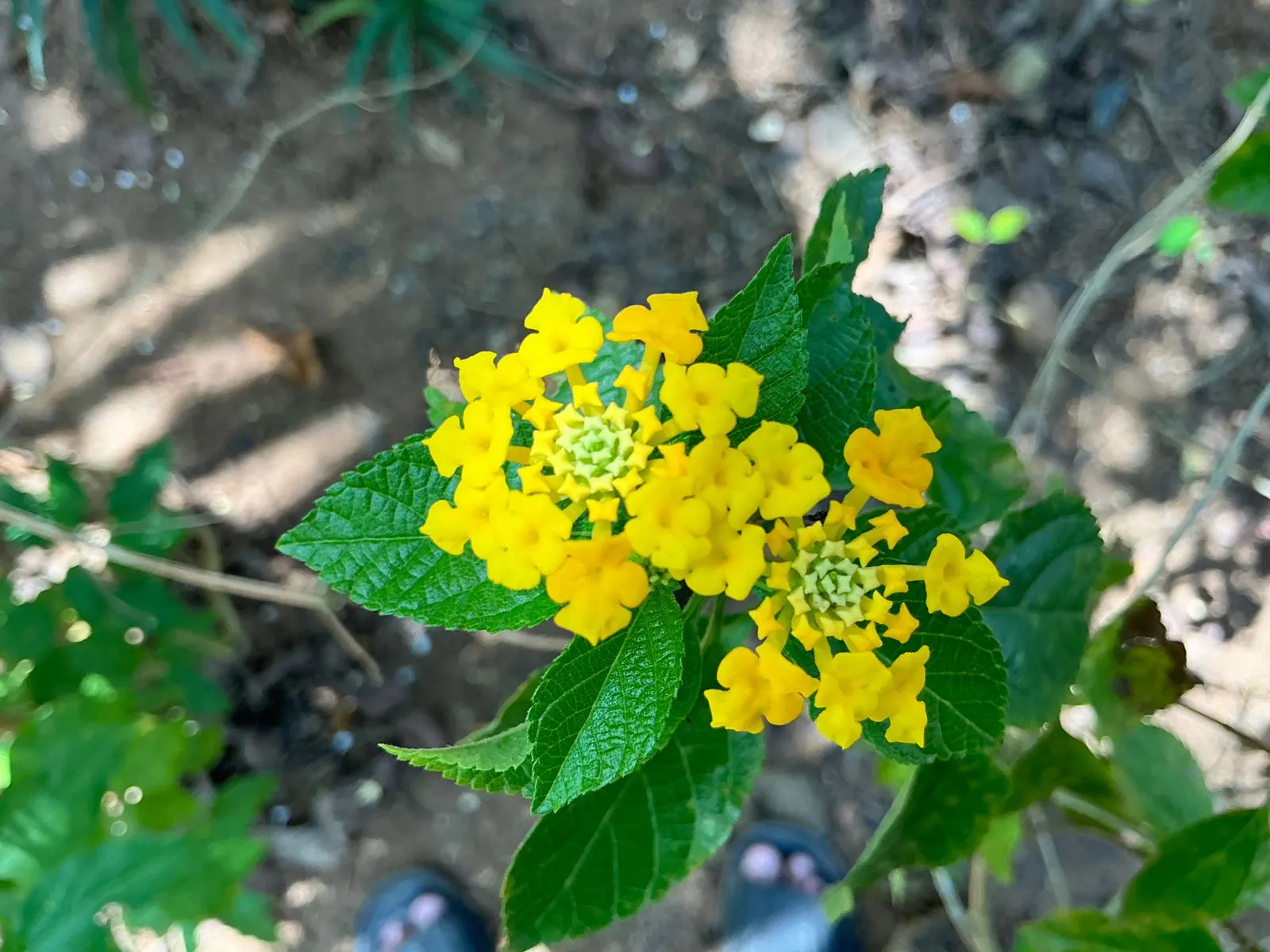 Trailing Lantana (Lantana Montevidensis) — this low-maintenance plant thrives in full sun and well-drained soils