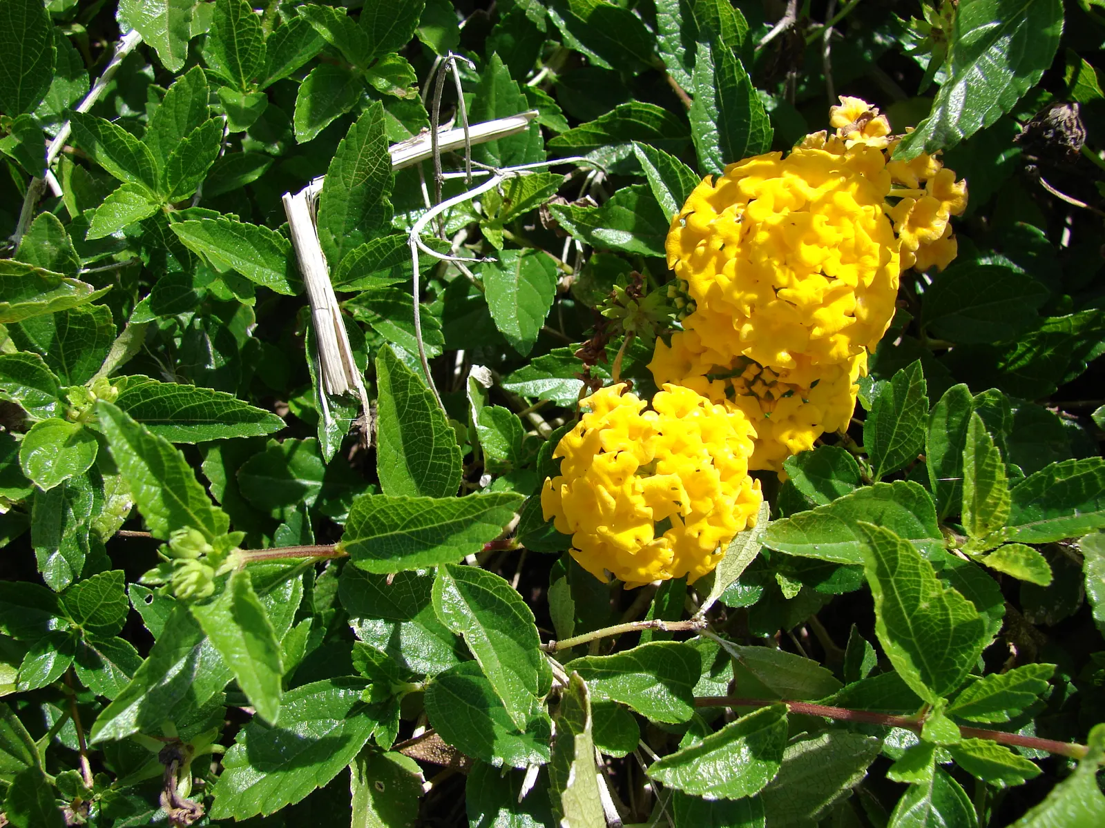 Trailing Lantana (Lantana Montevidensis) — vibrant green foliage and clusters of petite; it performs best in well-drained soils and benefits from, image 53