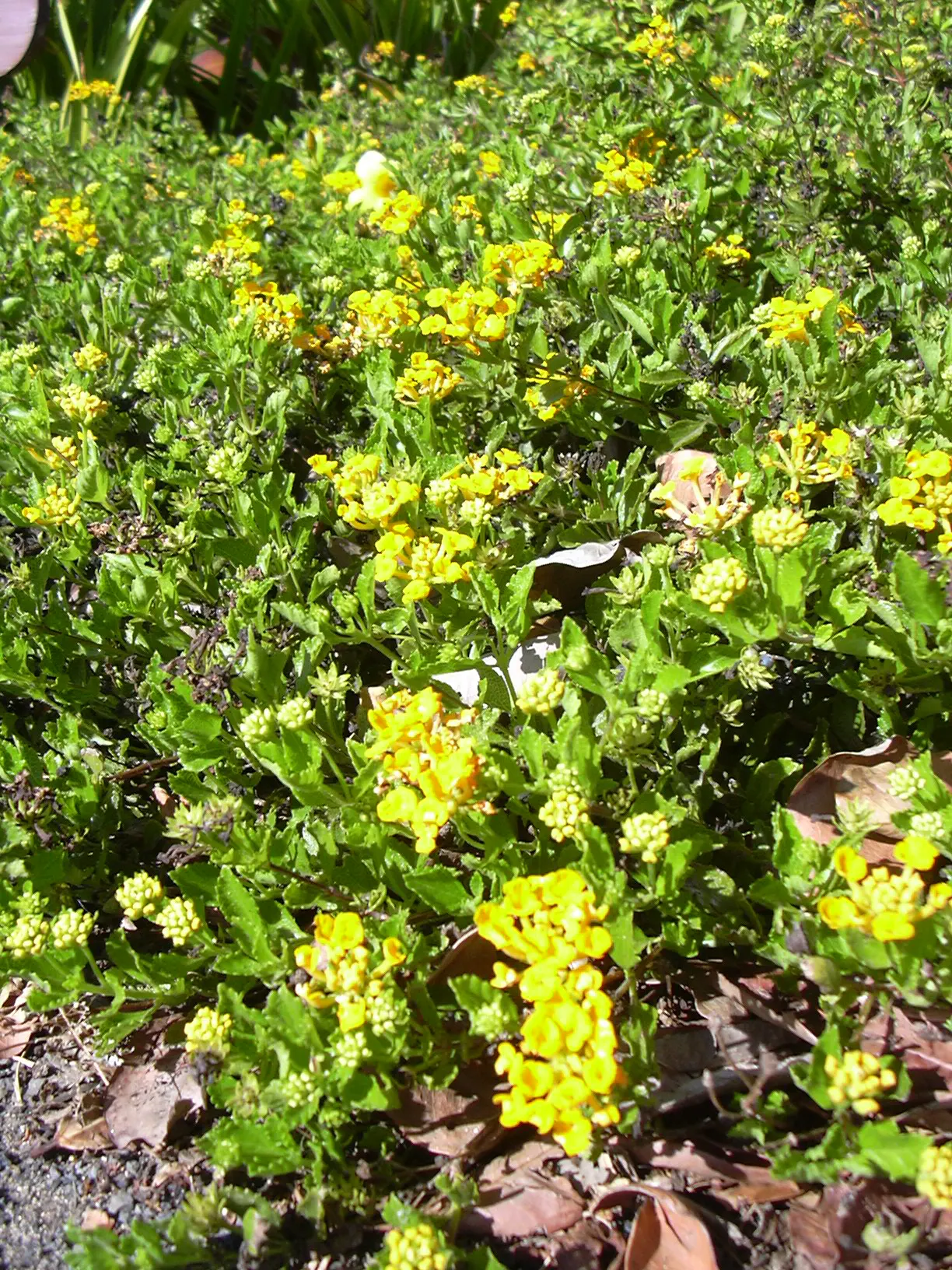 Trailing Lantana (Lantana Montevidensis) — Drought-tolerant and deer-resistant; and attracts butterflies and hummingbirds to the landscape, image 55