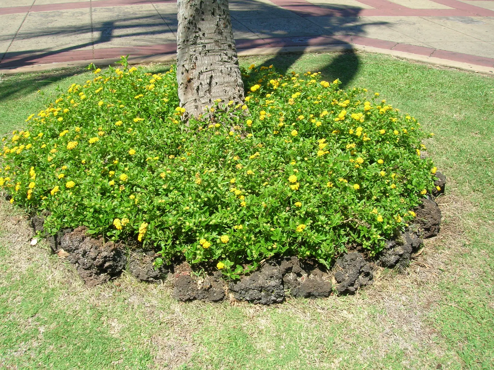 Trailing Lantana (Lantana Montevidensis) — making it an excellent choice for groundcover or spilling over retaining walls and containers; vibrant, image 83