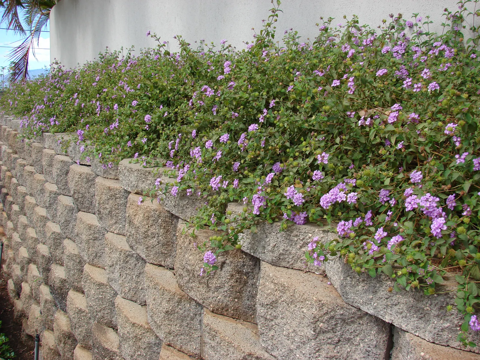 Trailing Lantana (Lantana Montevidensis) — consider its spreading habit and ensure enough space is allotted for its full growth potential