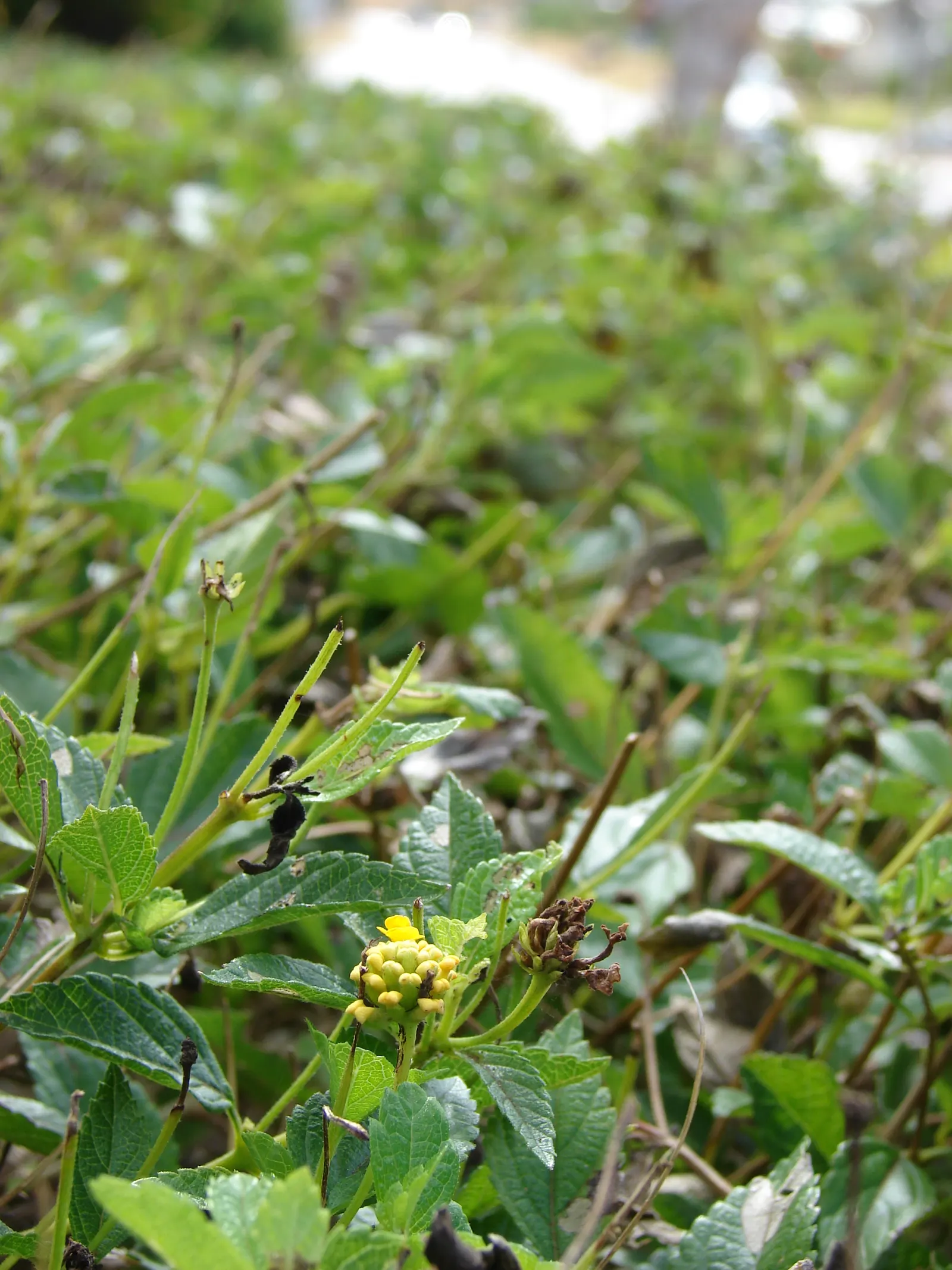 Trailing Lantana (Lantana Montevidensis) — ground cover with purple blooms
