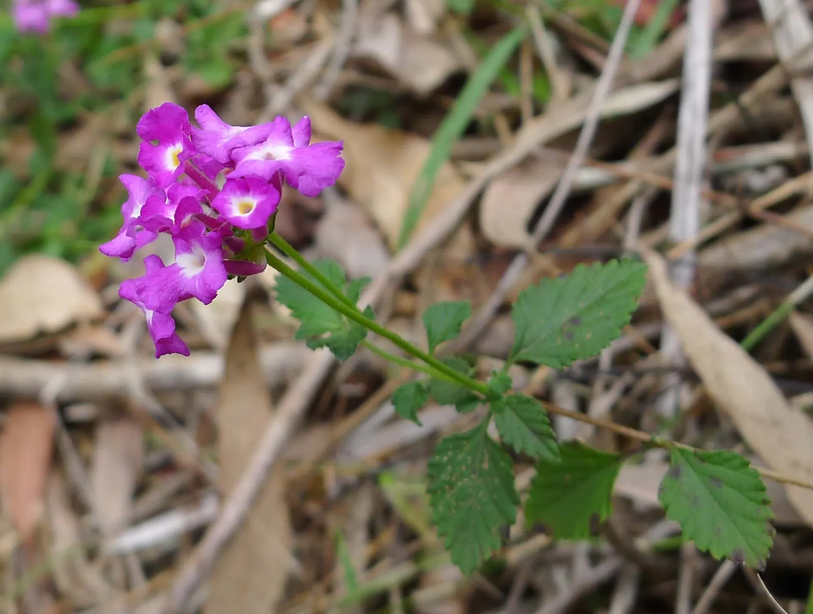 Trailing Lantana (Lantana Montevidensis) — requiring at least 6 hours of direct sunlight per day; the Trailing Lantana prefers full sun exposure