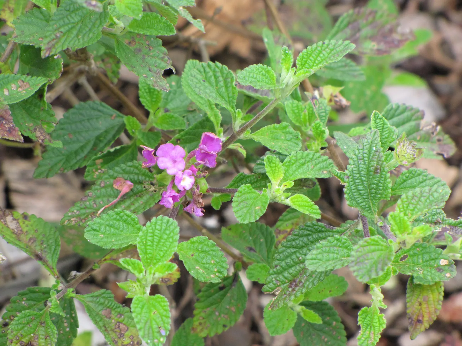 Trailing Lantana (Lantana Montevidensis) — requiring at least 6 hours of direct sunlight per day