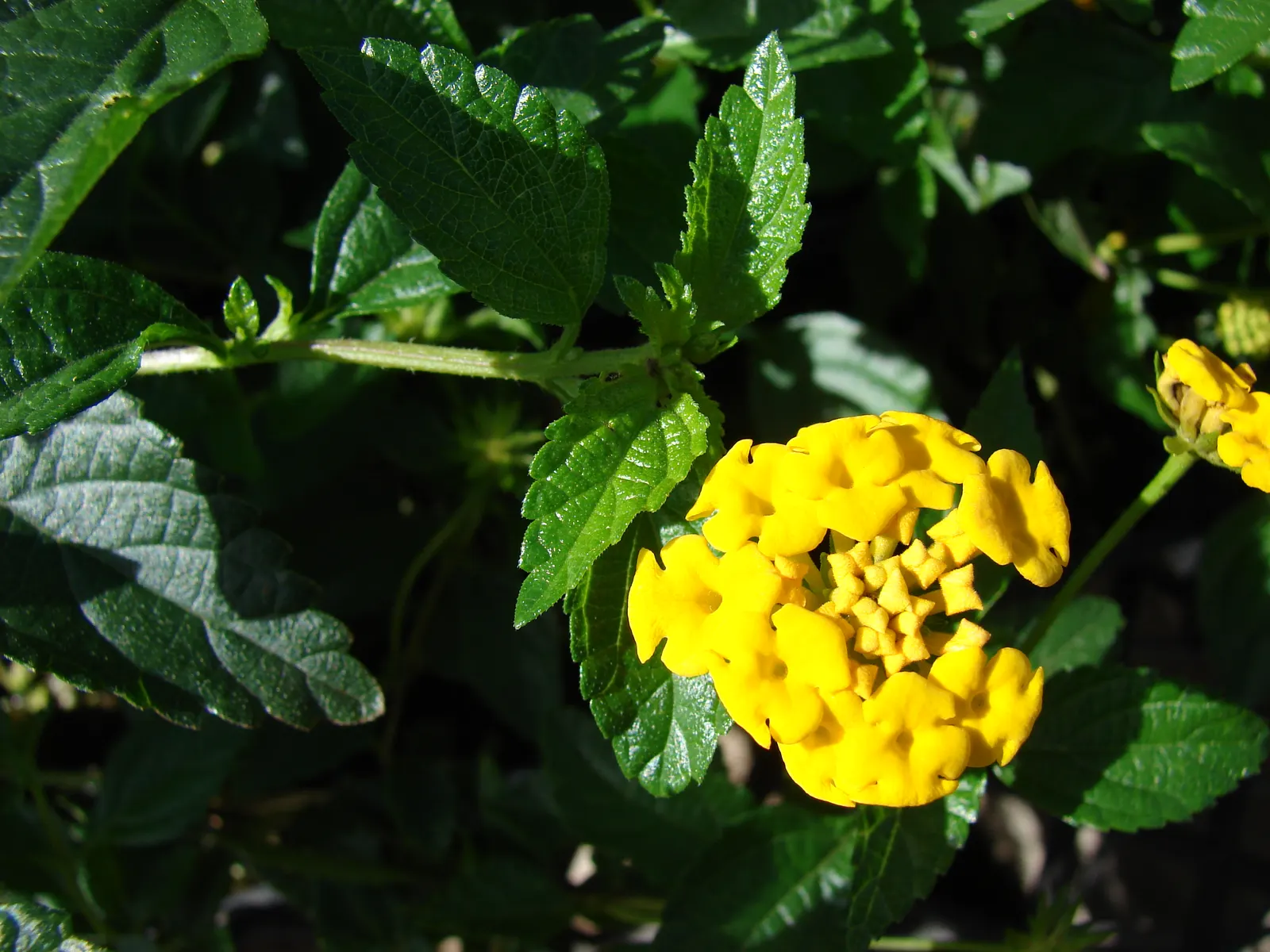 Trailing Lantana (Lantana Montevidensis) — the Trailing Lantana prefers full sun exposure