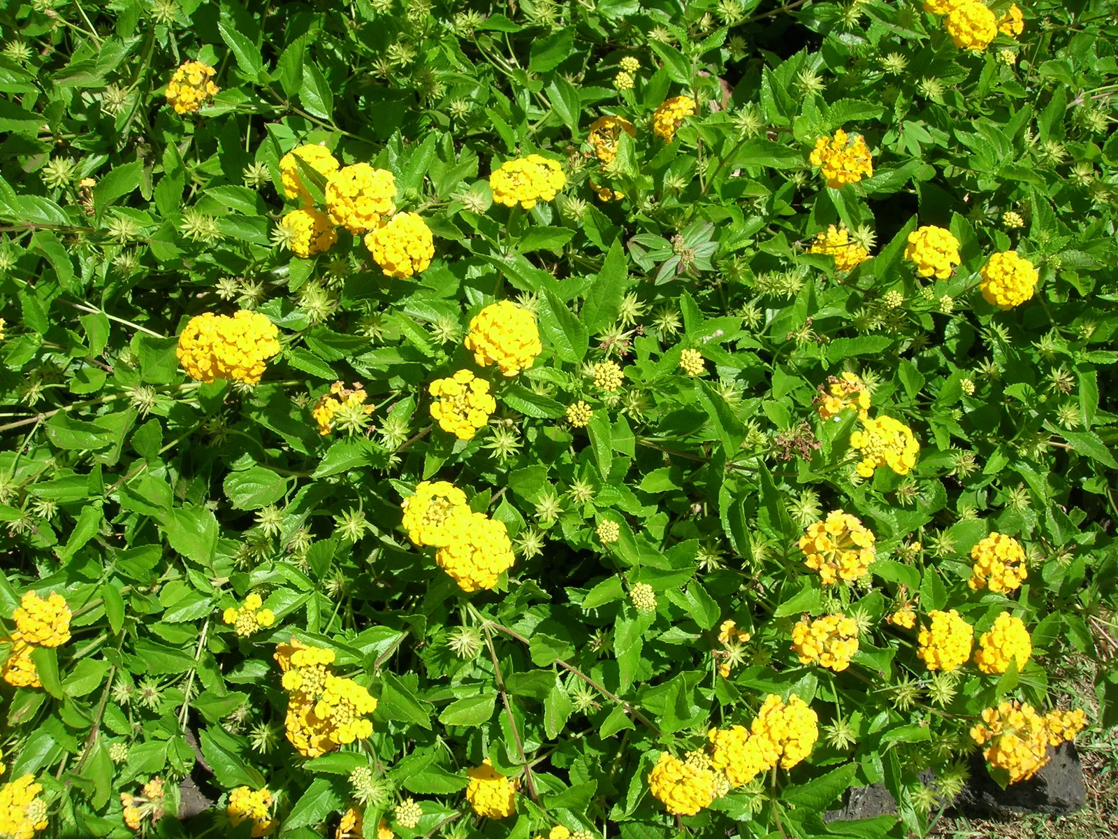 Trailing Lantana (Lantana Montevidensis) — ground cover with purple blooms; adding dynamic life to the landscape.<br><br>For optimal growth