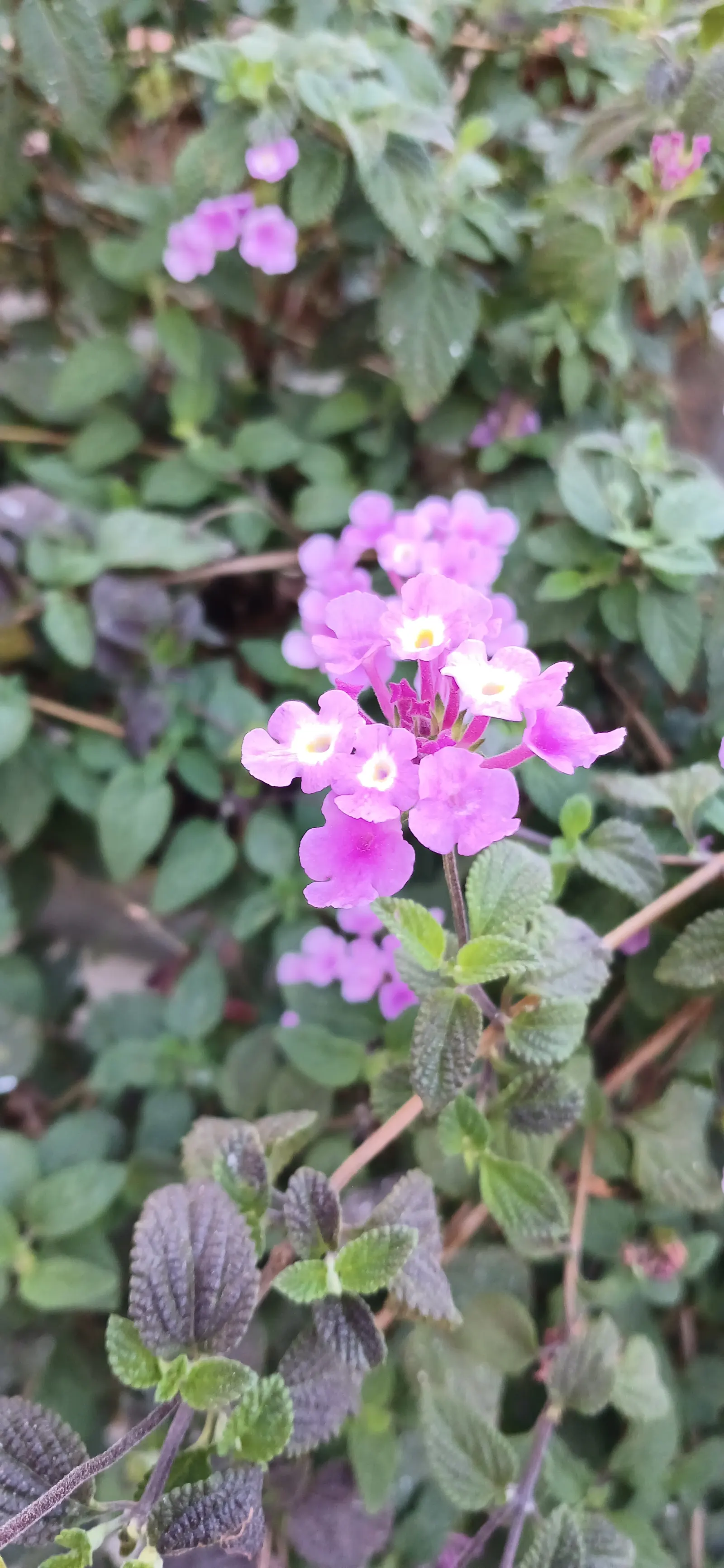 Trailing Lantana (Lantana Montevidensis) — involving occasional trimming to shape the plant and remove spent blooms to encourage continuous flowering