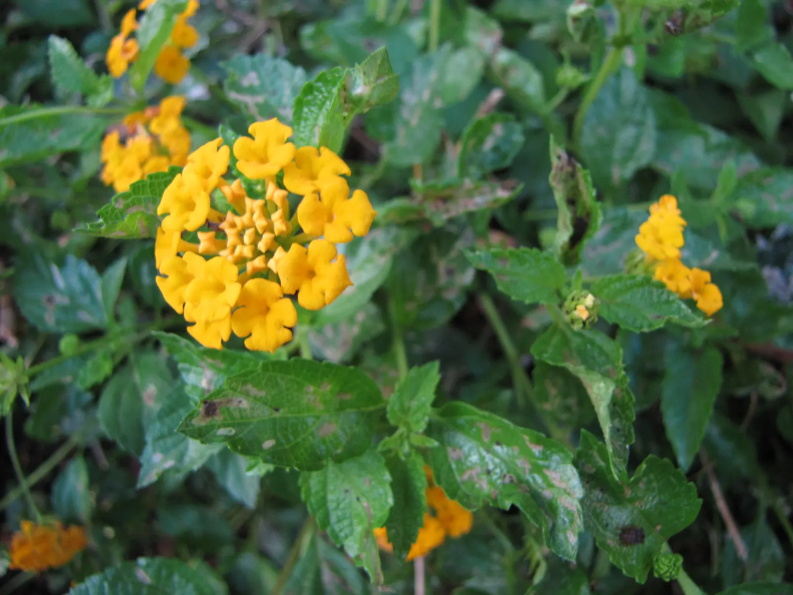 Trailing Lantana (Lantana Montevidensis) — consider its spreading habit and ensure enough space is allotted for its full growth potential; involving occasional