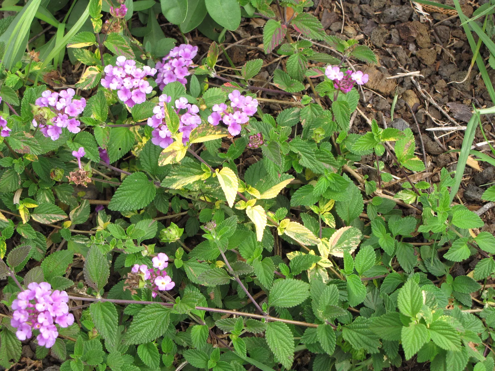 Trailing Lantana (Lantana Montevidensis) — It performs best in well-drained soils and benefits from moderate watering
