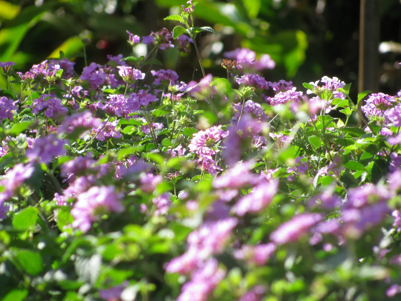 Trailing Lantana (Lantana Montevidensis) — making it an excellent choice for groundcover or spilling over retaining walls and containers; vibrant green foliage