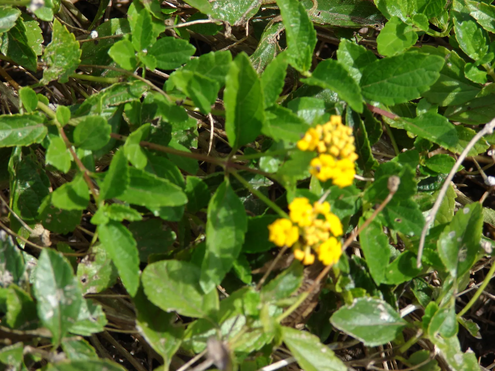 Trailing Lantana (Lantana Montevidensis) — purple flowers in the garden