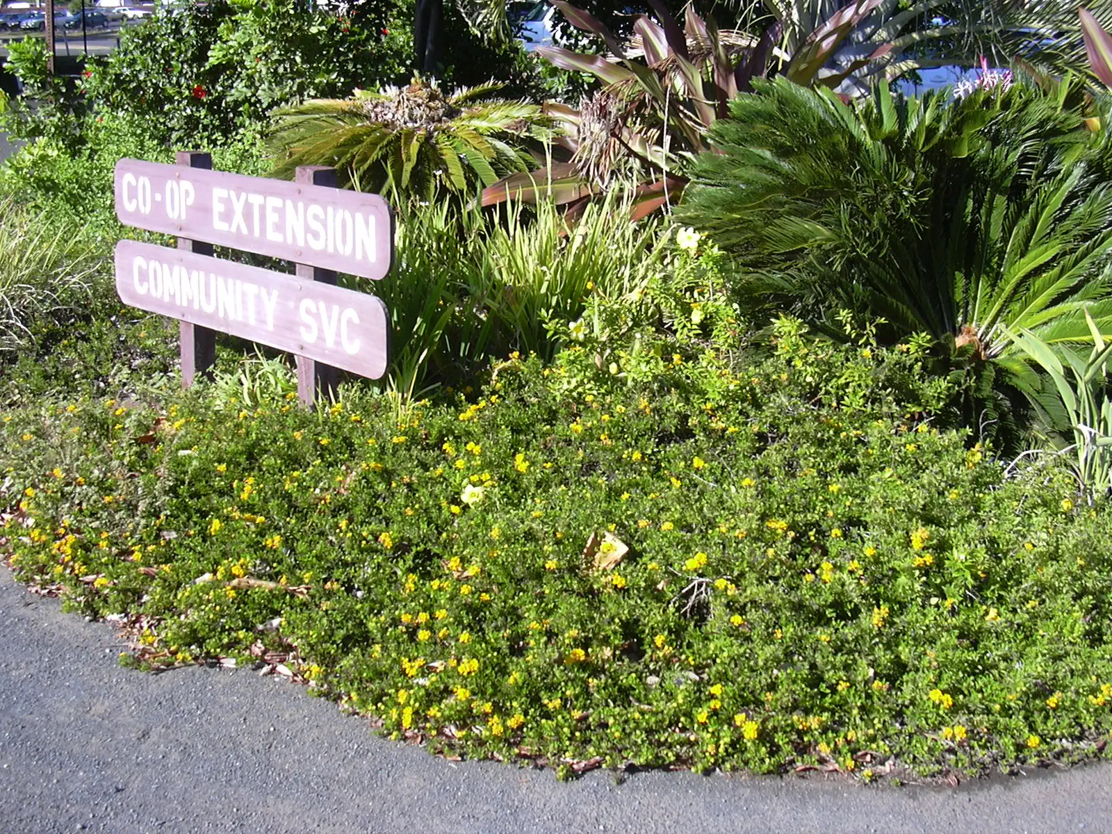 Trailing Lantana (Lantana Montevidensis) — Drought-tolerant and deer-resistant; and attracts butterflies and hummingbirds to the landscape