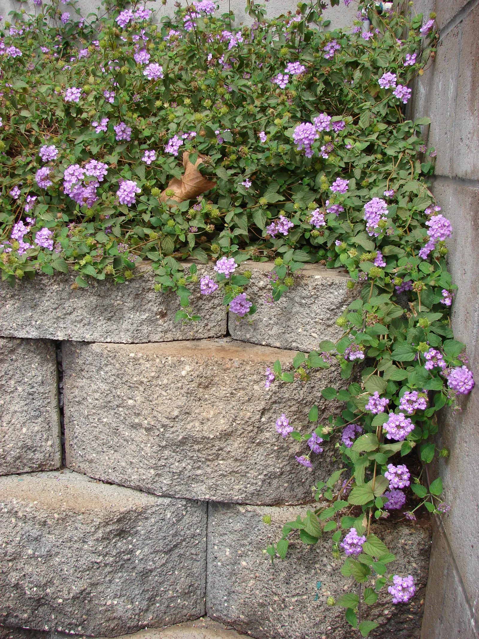 Trailing Lantana (Lantana Montevidensis) — showcasing a dense mat of dark green; requiring at least 6 hours of direct sunlight per day, image 85
